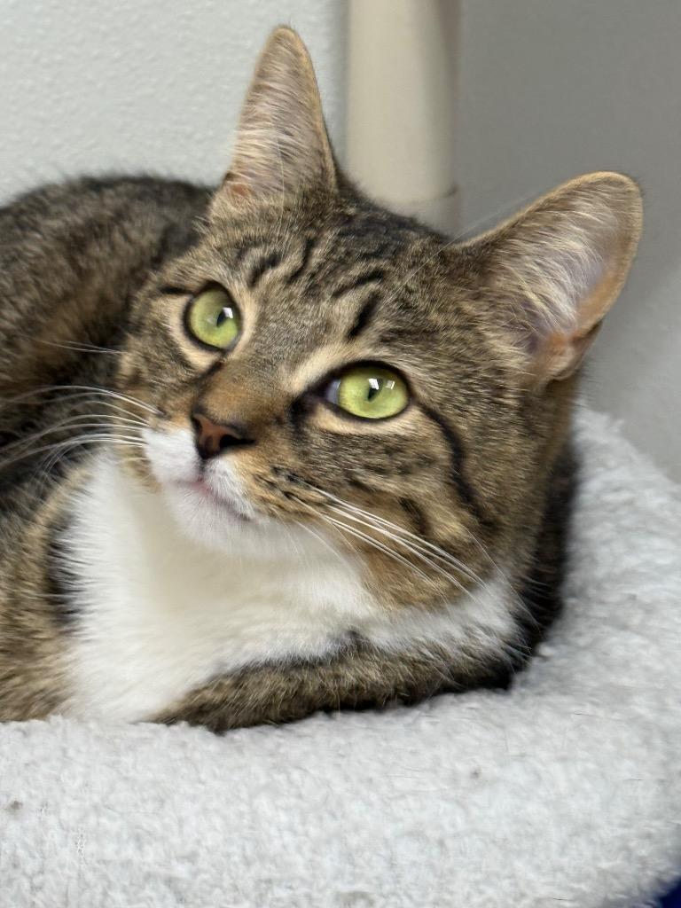 Enlarge Taylor. 25, a Adoptable mixed breed in Albion, NY image 1/3