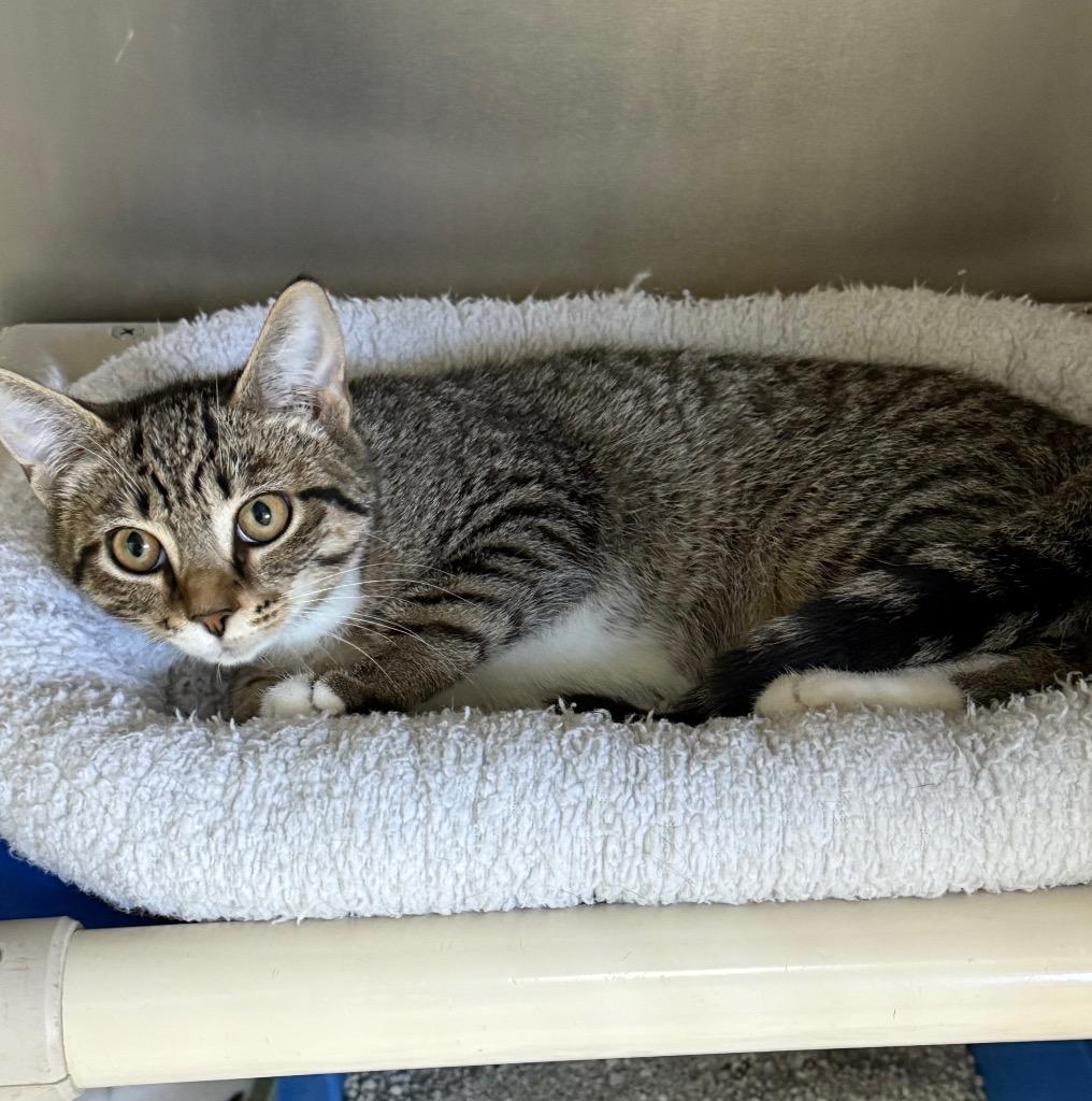 Enlarge Taylor. 25, a Adoptable mixed breed in Albion, NY image 2/3