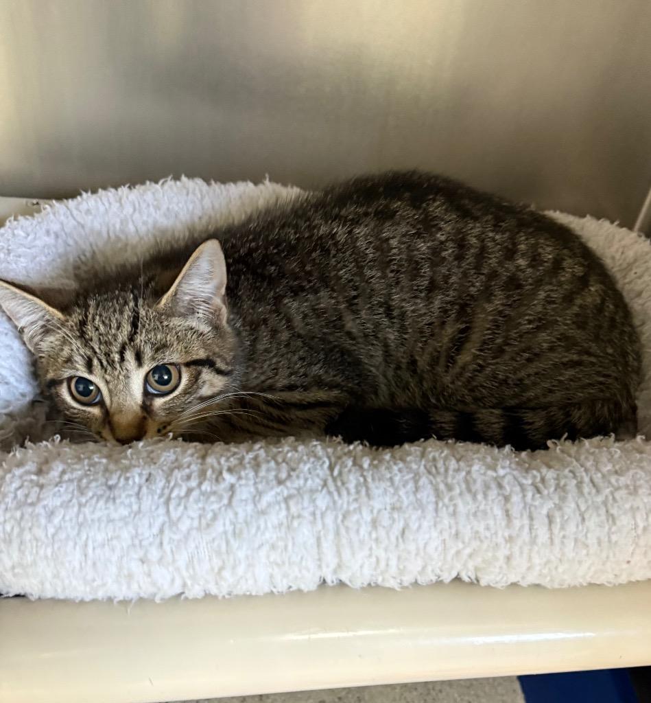 Enlarge Taylor. 25, a Adoptable mixed breed in Albion, NY image 3/3