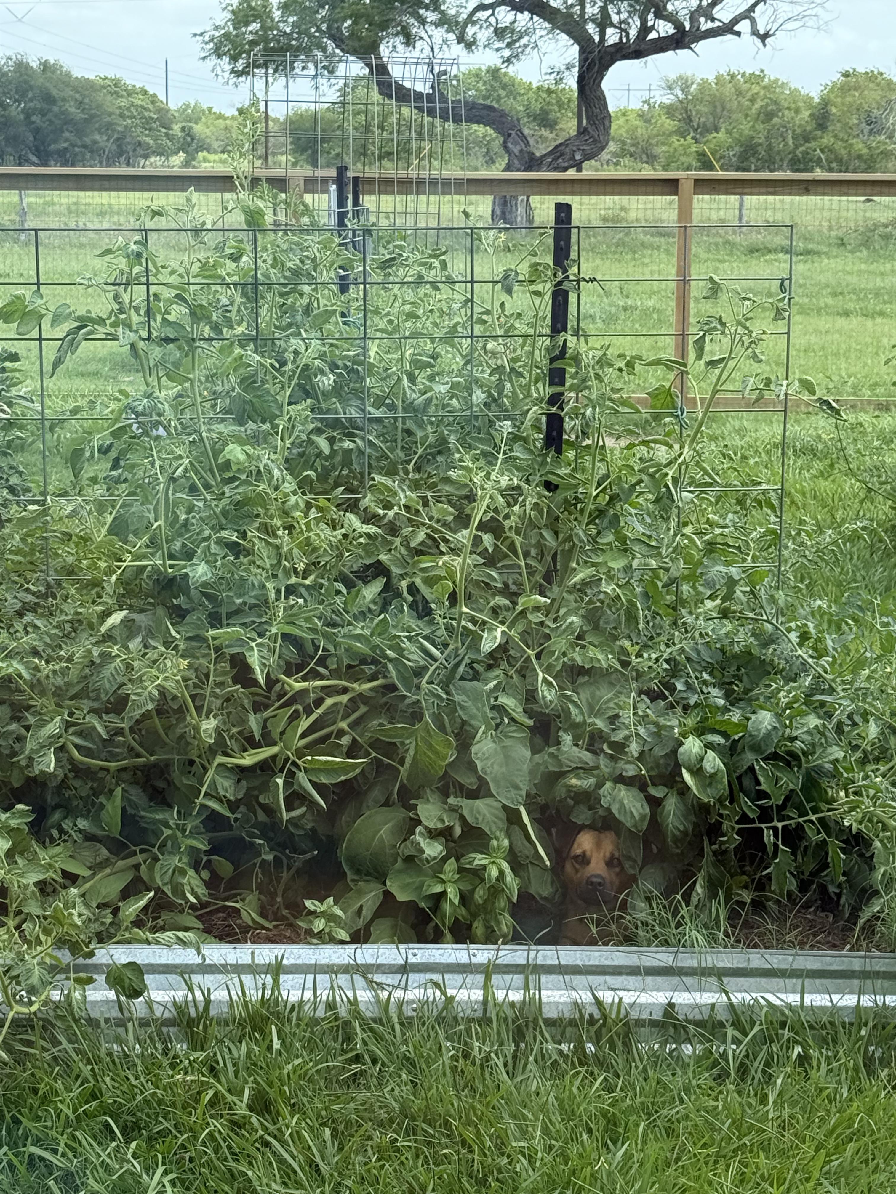 Jack, a Adoptable mixed breed in Austin, TX image 3/6