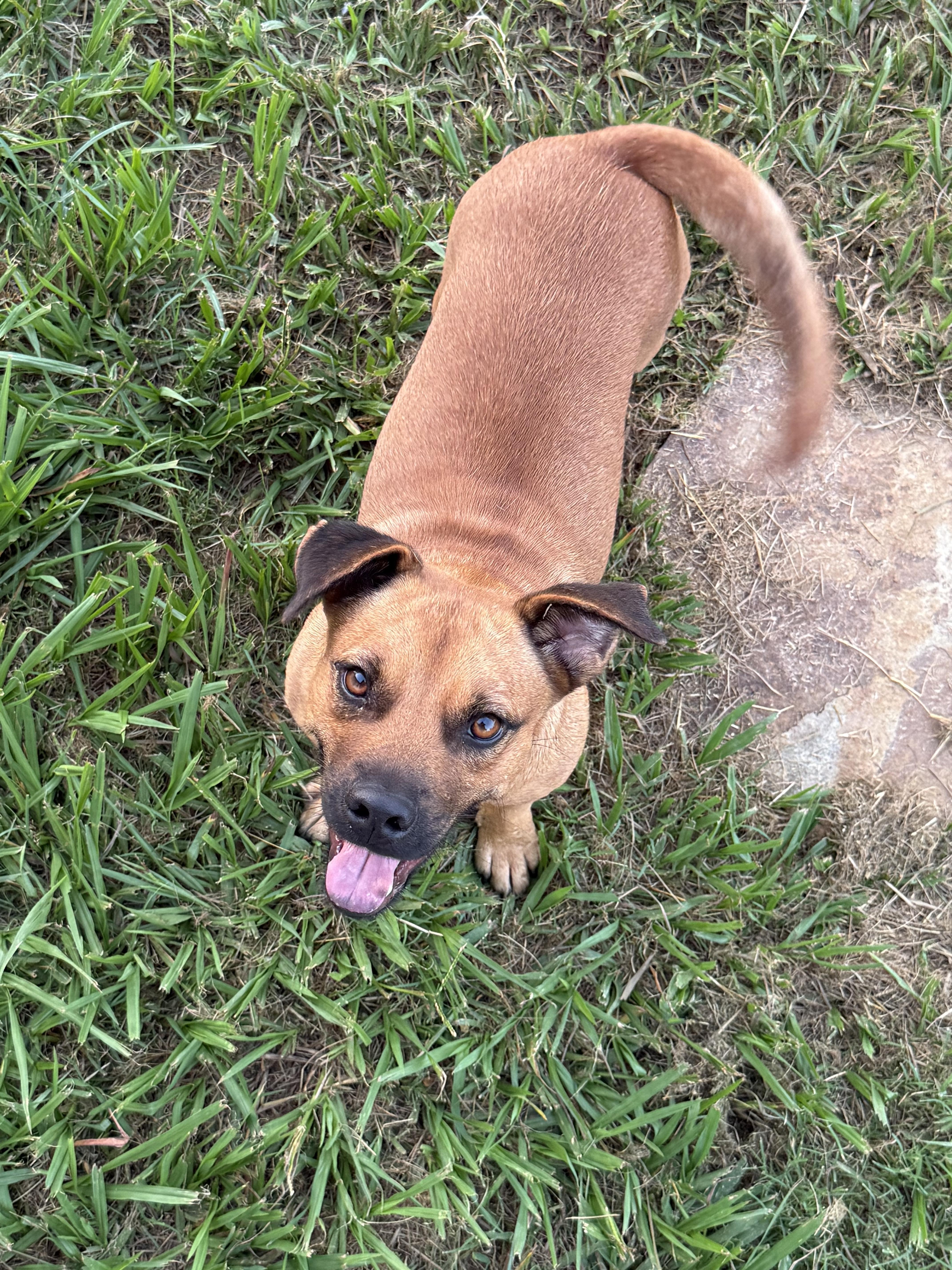 Jack, a Adoptable mixed breed in Austin, TX image 4/6