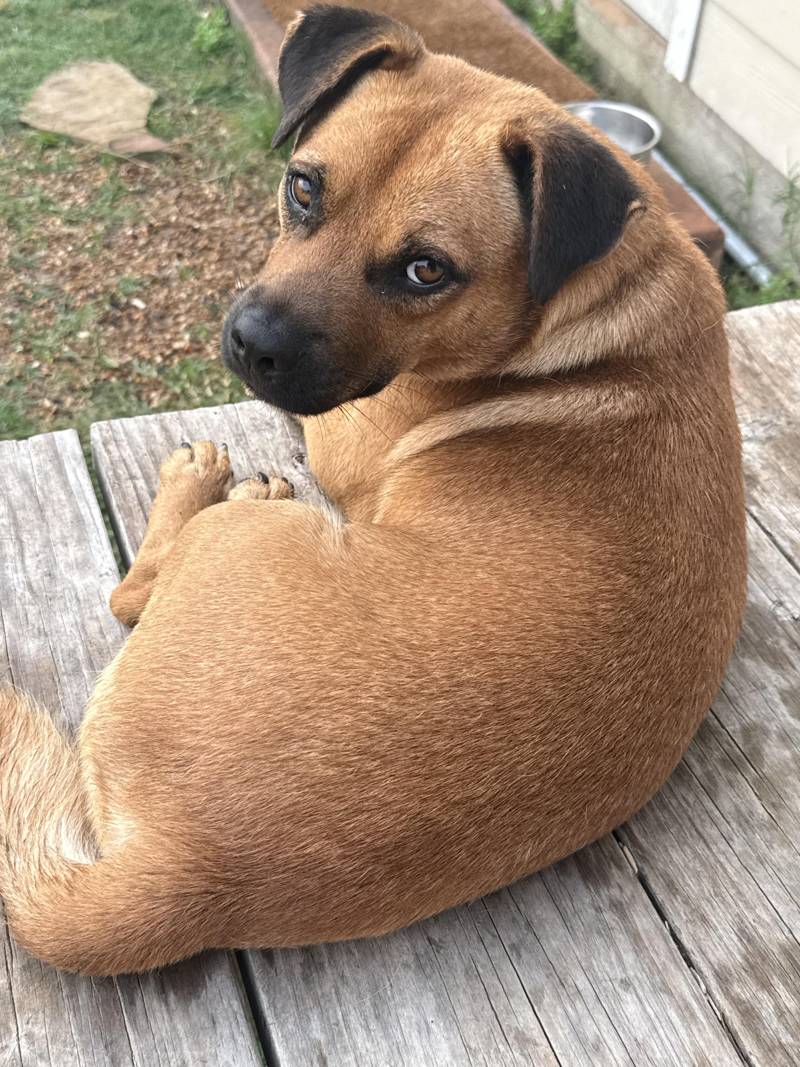 Jack, a Adoptable mixed breed in Austin, TX image 1/6