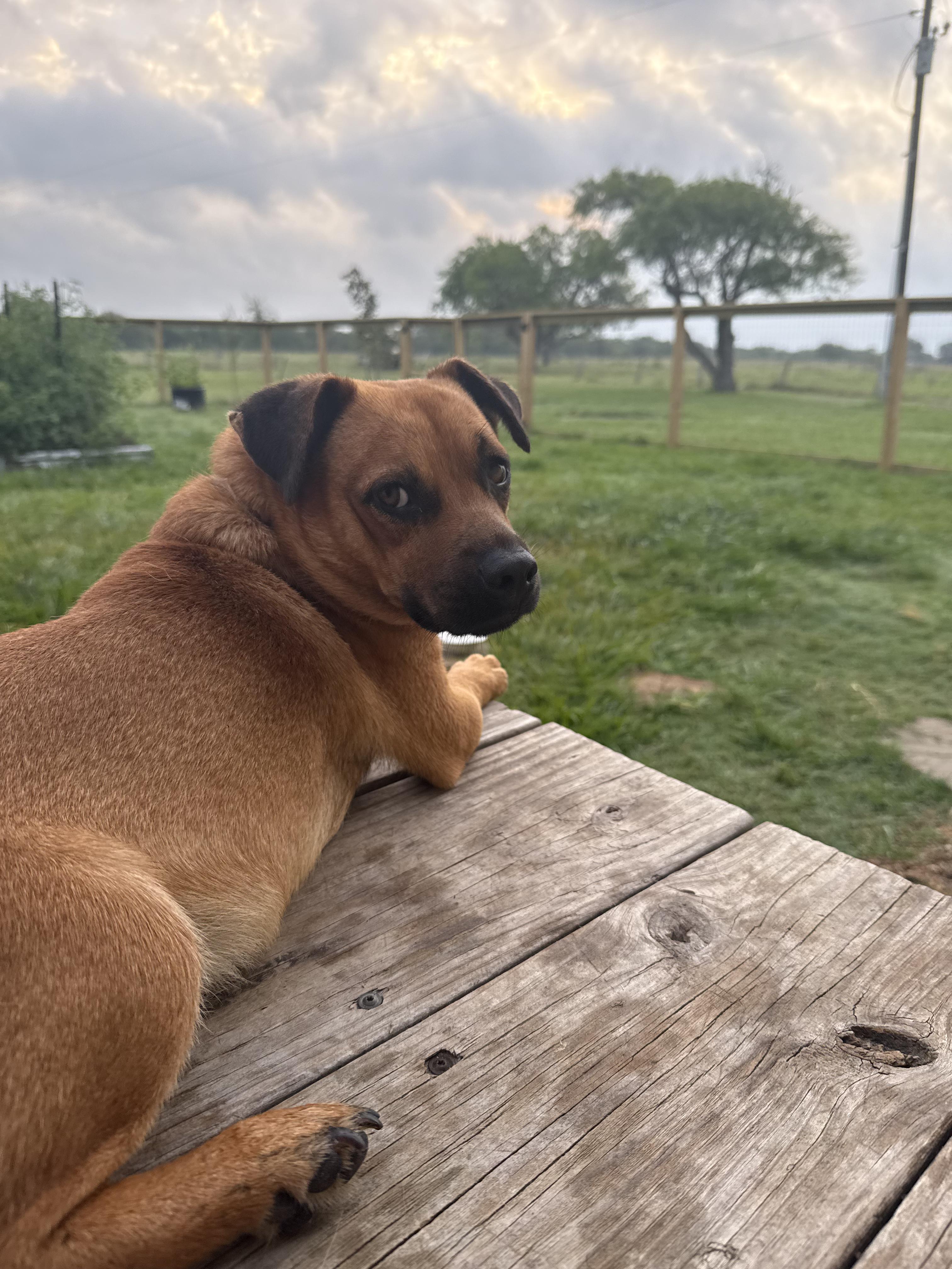 Jack, a Adoptable mixed breed in Austin, TX image 2/6