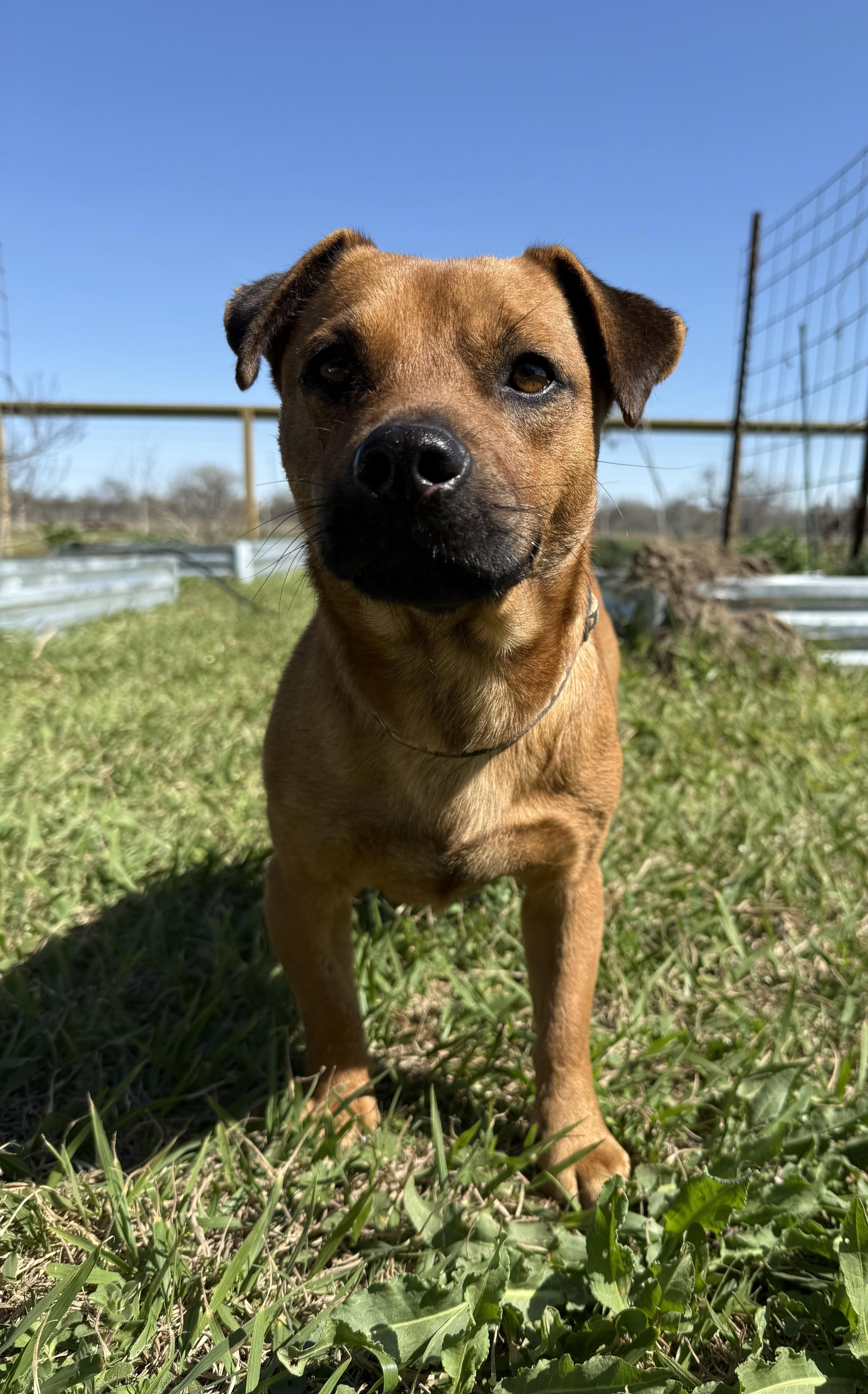 Jack, a Adoptable mixed breed in Austin, TX image 6/6