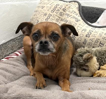 Enlarge Micheala, a Adoptable mixed breed in New Hope, PA image 1/1