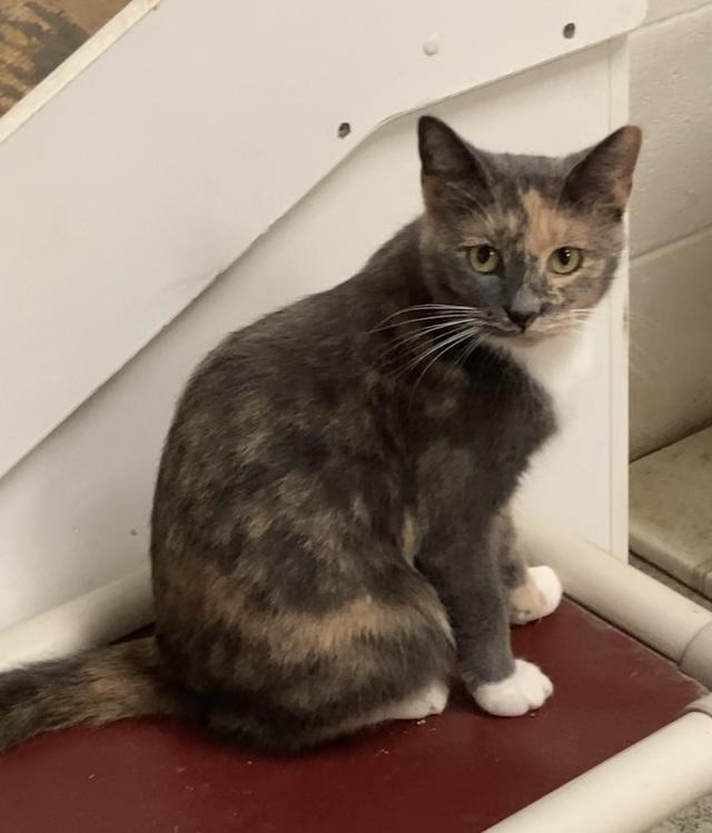 Muffin, Adoptable, Young Female Dilute Tortoiseshell.