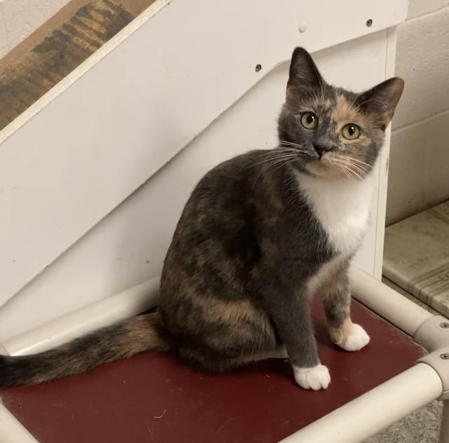 Enlarge Muffin, a Adoptable Dilute Tortoiseshell in Huntsville, AL image 2/2