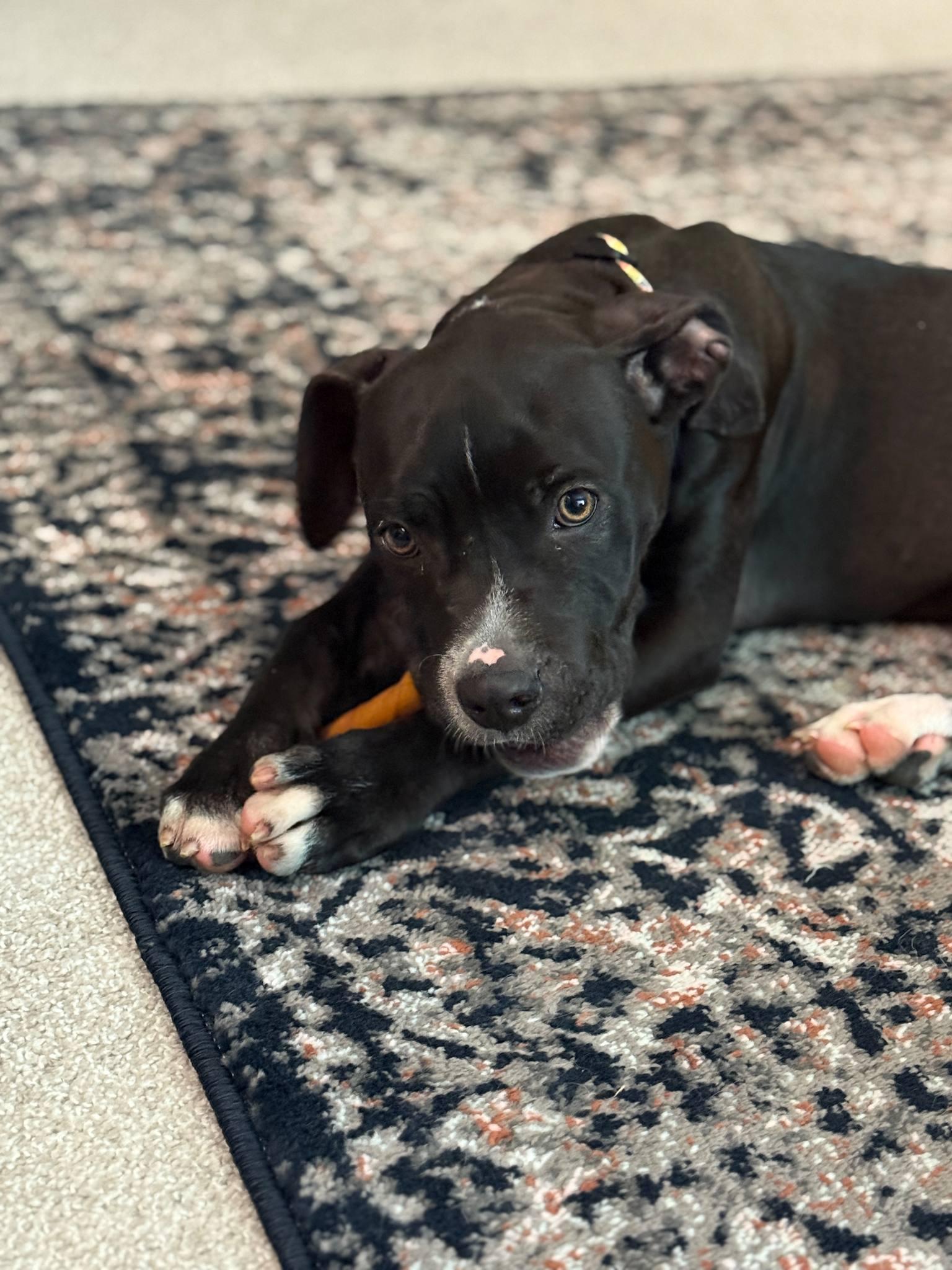 Augie