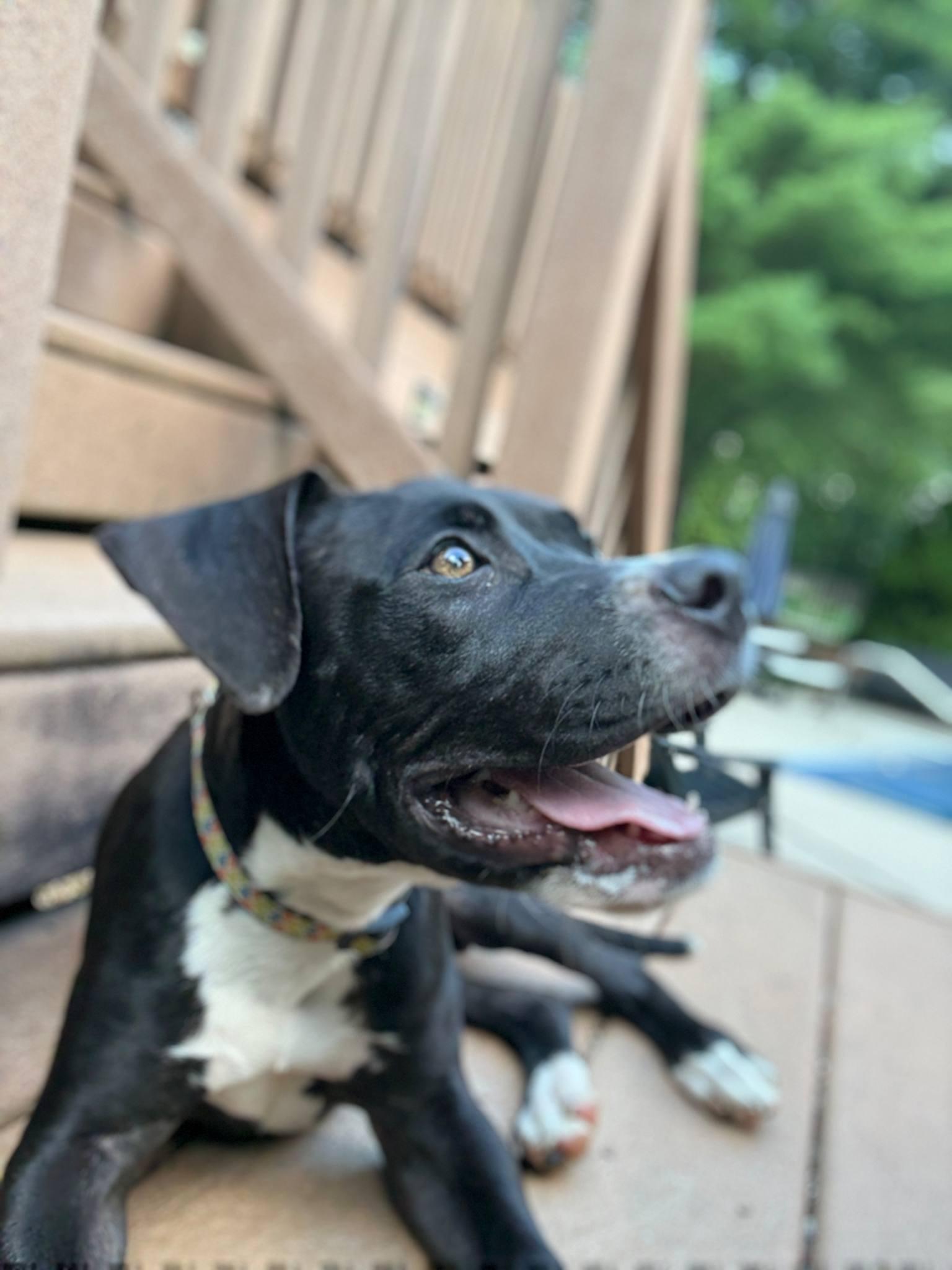 Augie