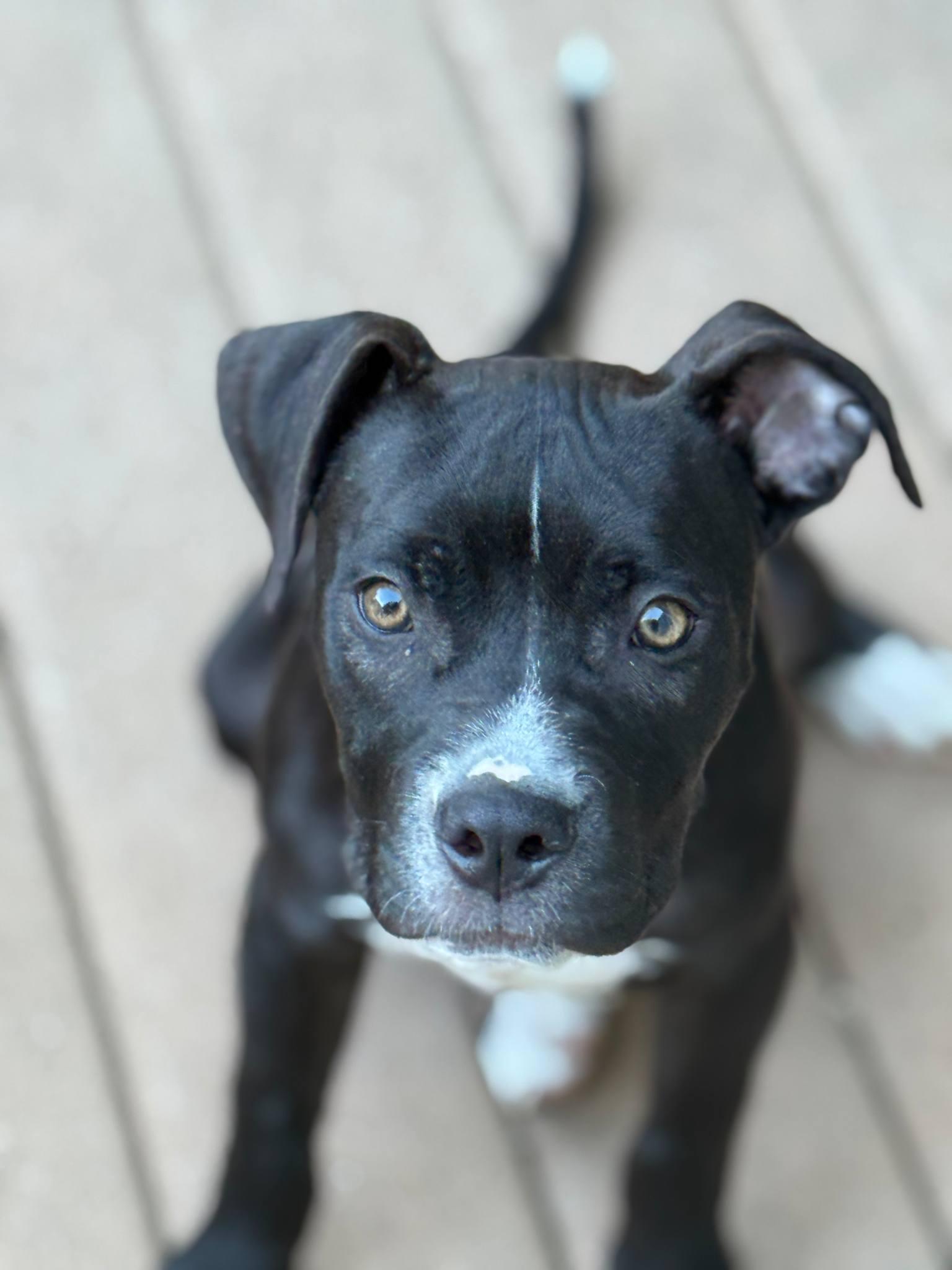 Augie