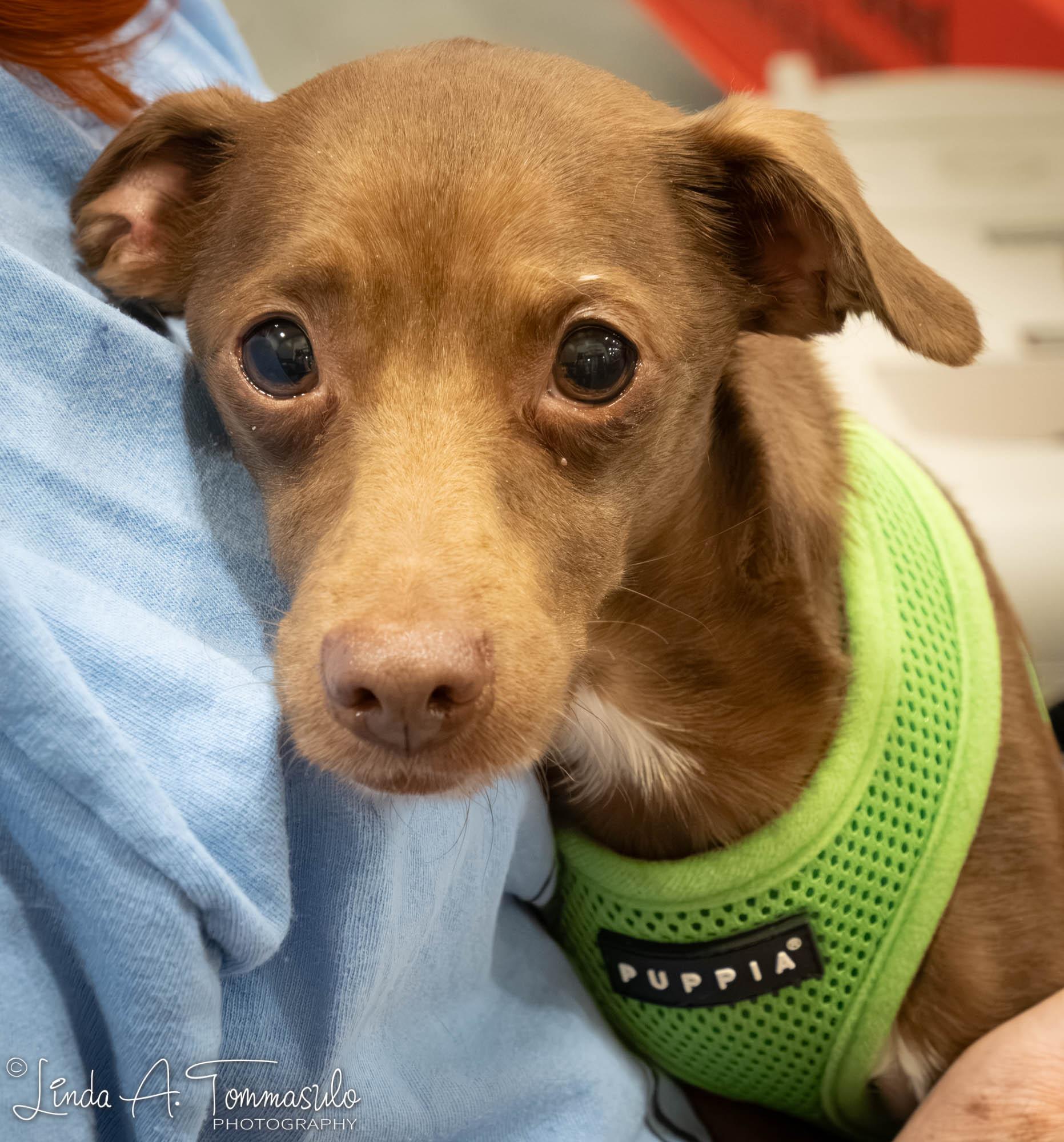 Enlarge Echo, an adoption pending mixed breed in Albany, NY image 1/6