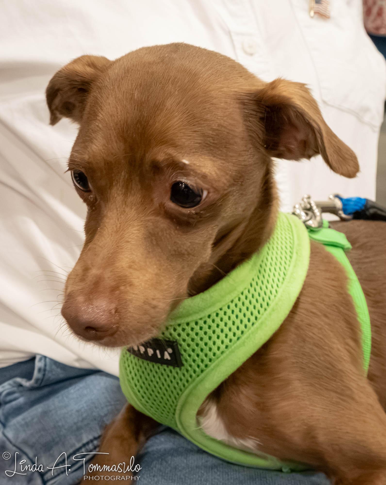 Enlarge Echo, an adoption pending mixed breed in Albany, NY image 3/6
