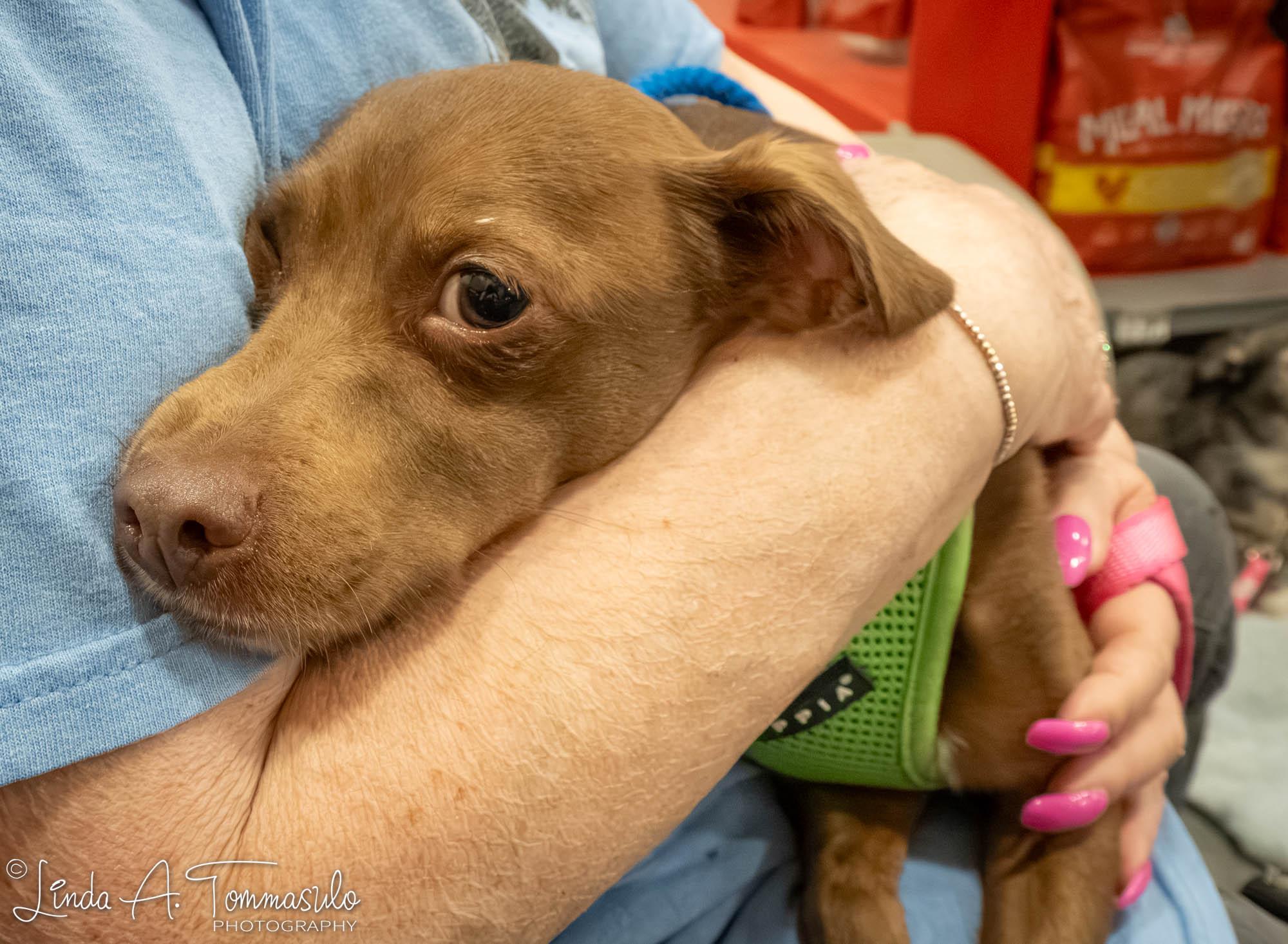 Enlarge Echo, an adoption pending mixed breed in Albany, NY image 6/6