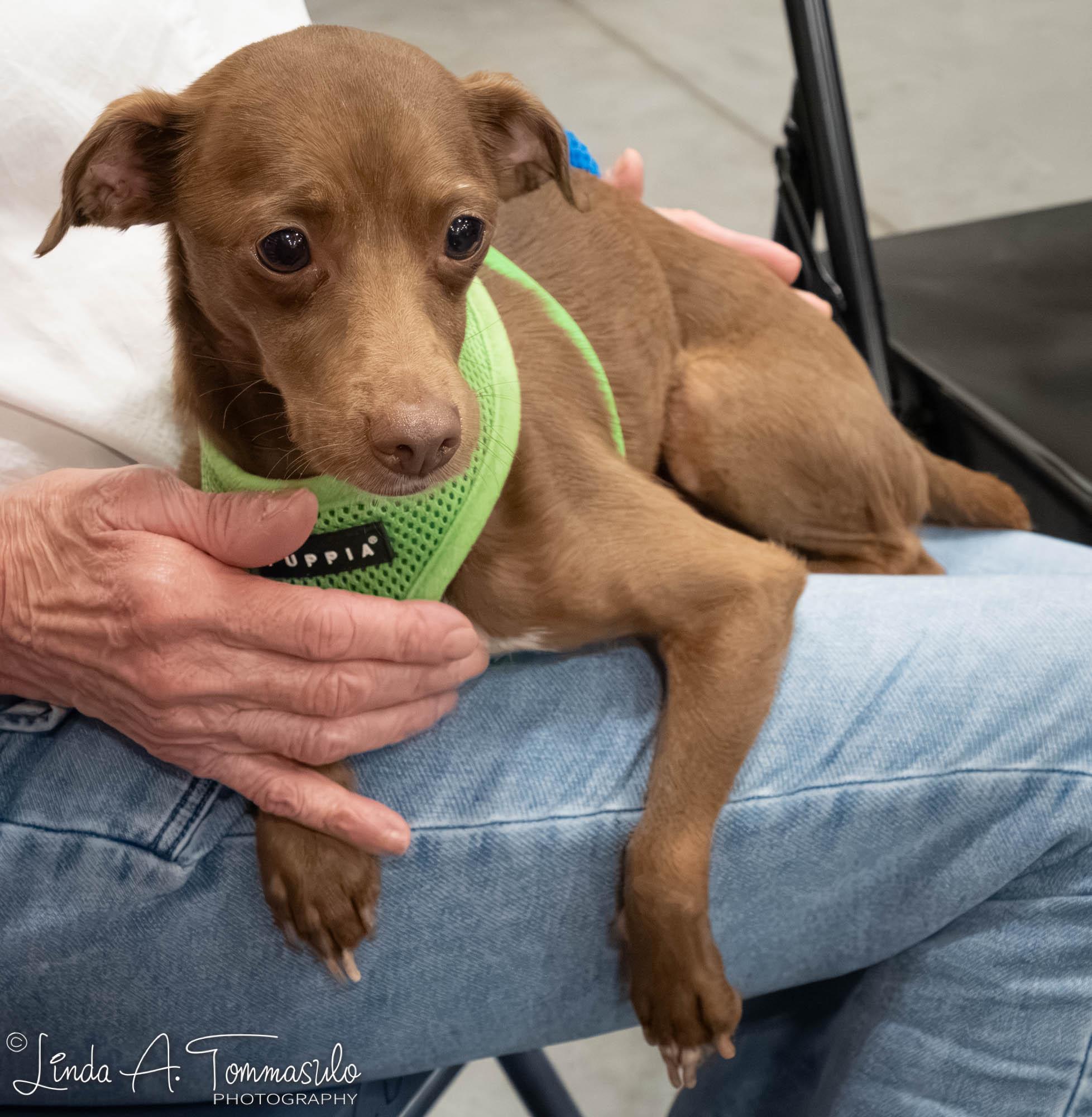 Enlarge Echo, an adoption pending mixed breed in Albany, NY image 4/6