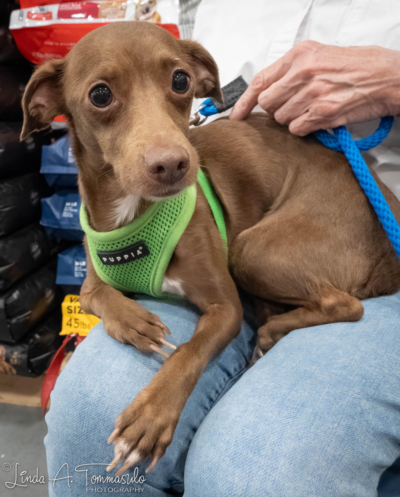 Enlarge Echo, an adoption pending mixed breed in Albany, NY image 2/6