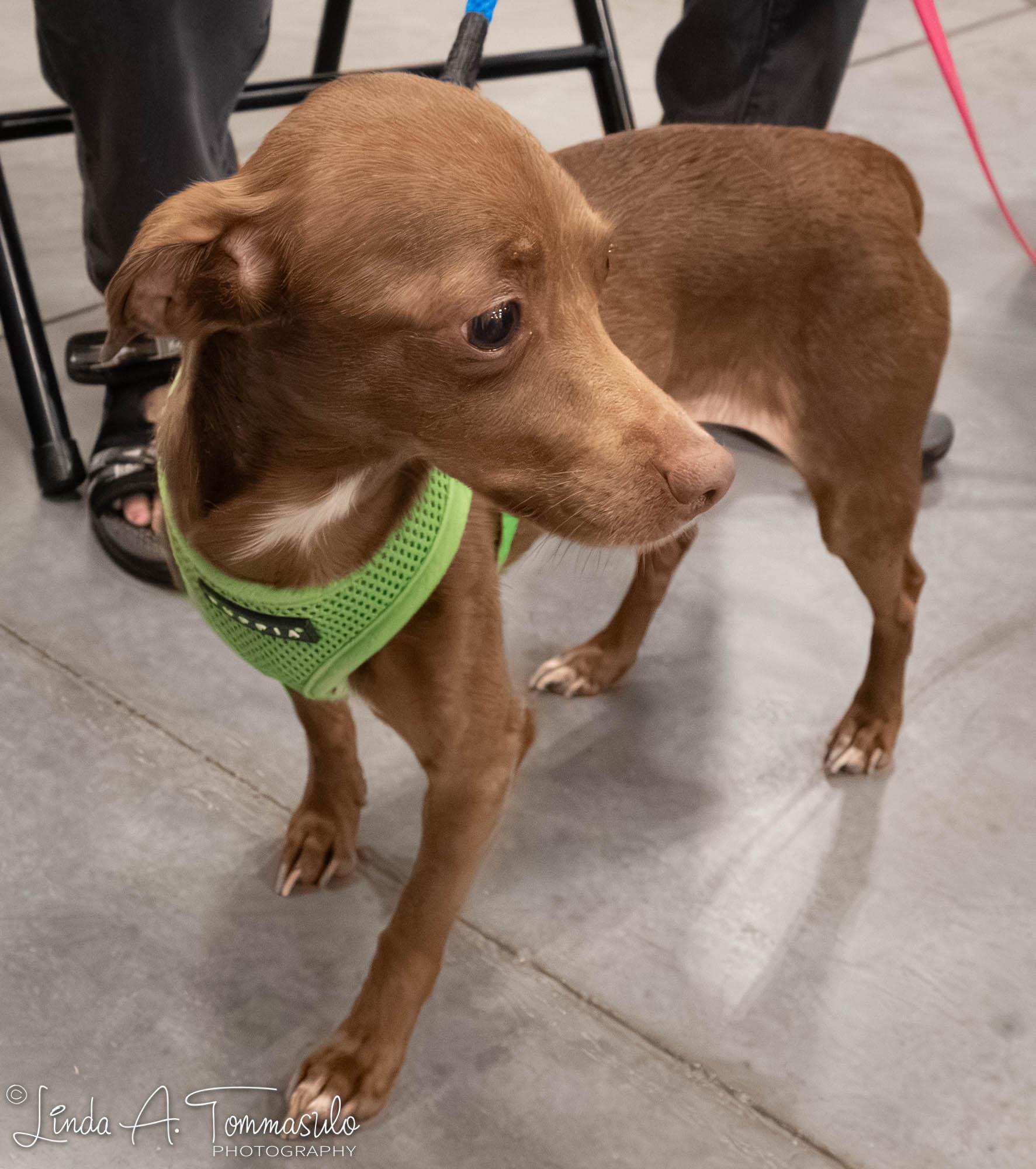 Enlarge Echo, an adoption pending mixed breed in Albany, NY image 5/6