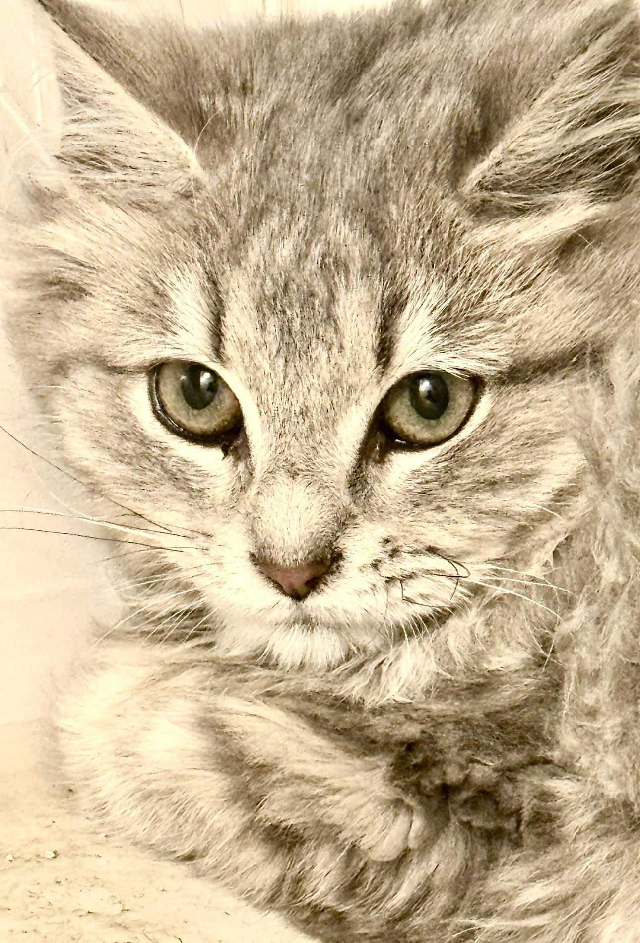 Enlarge Lillan, a Adoptable mixed breed in Alexandria, VA image 1/2