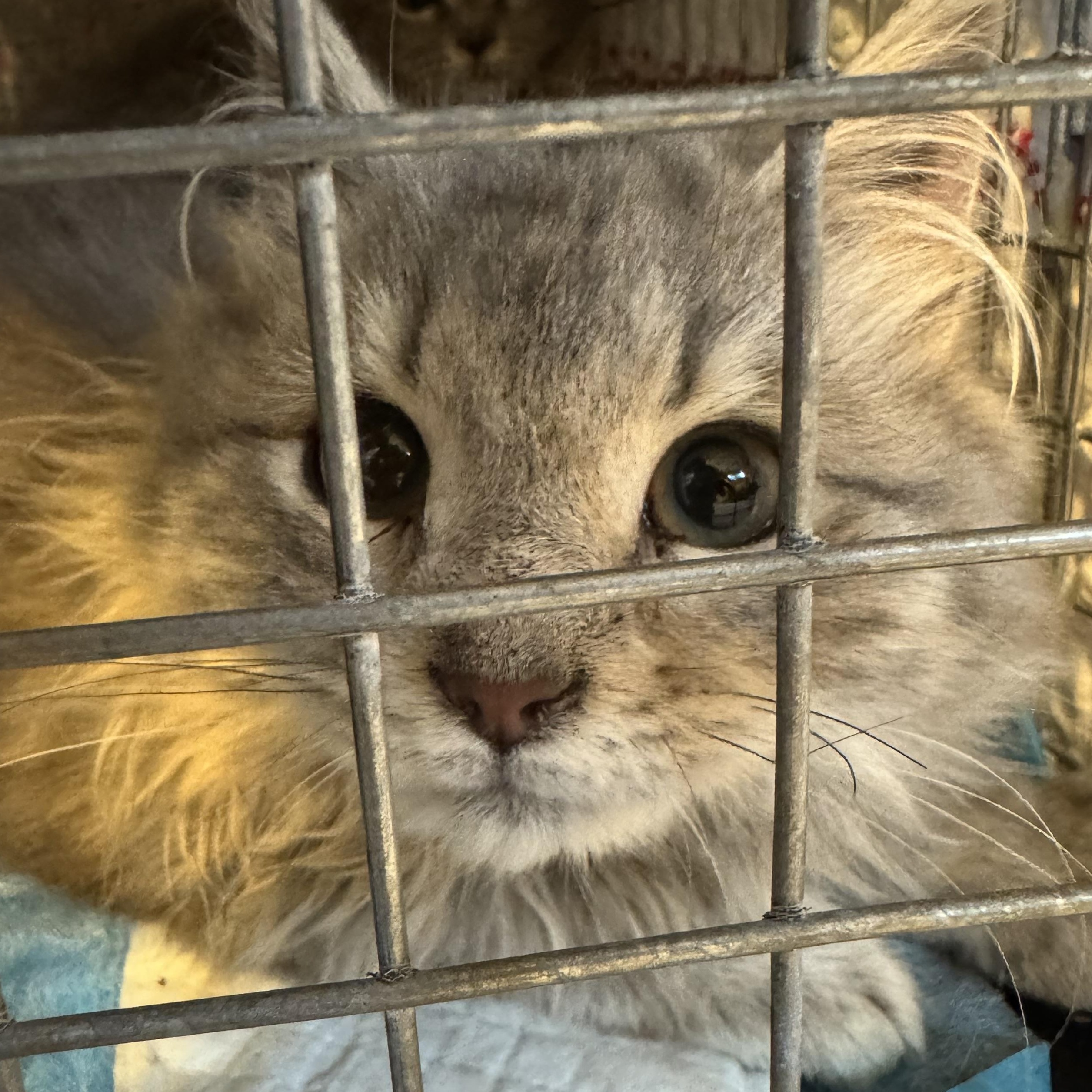 Enlarge Lillan, a Adoptable mixed breed in Alexandria, VA image 2/2