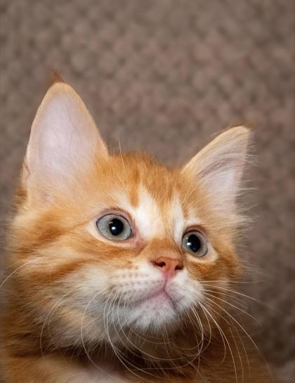 Apollo, a Adoptable mixed breed in Santa Fe, TX image 1/2