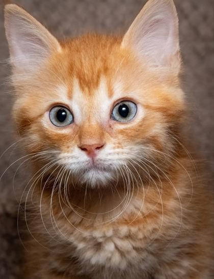 Apollo, a Adoptable mixed breed in Santa Fe, TX image 2/2