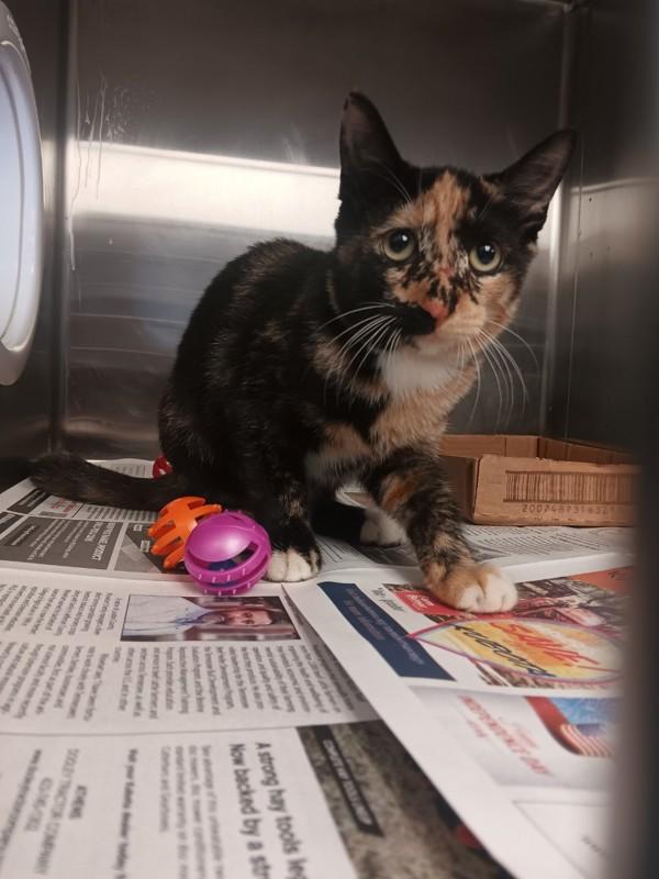 Enlarge Maleficent, a Adoptable mixed breed in Cleveland, TN image 1/2