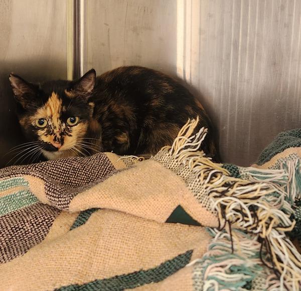 Enlarge Maleficent, a Adoptable mixed breed in Cleveland, TN image 2/2