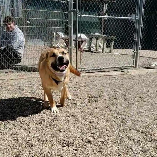 Enlarge Duke, an adoptable mixed breed in Hutchinson, MN image 4/4