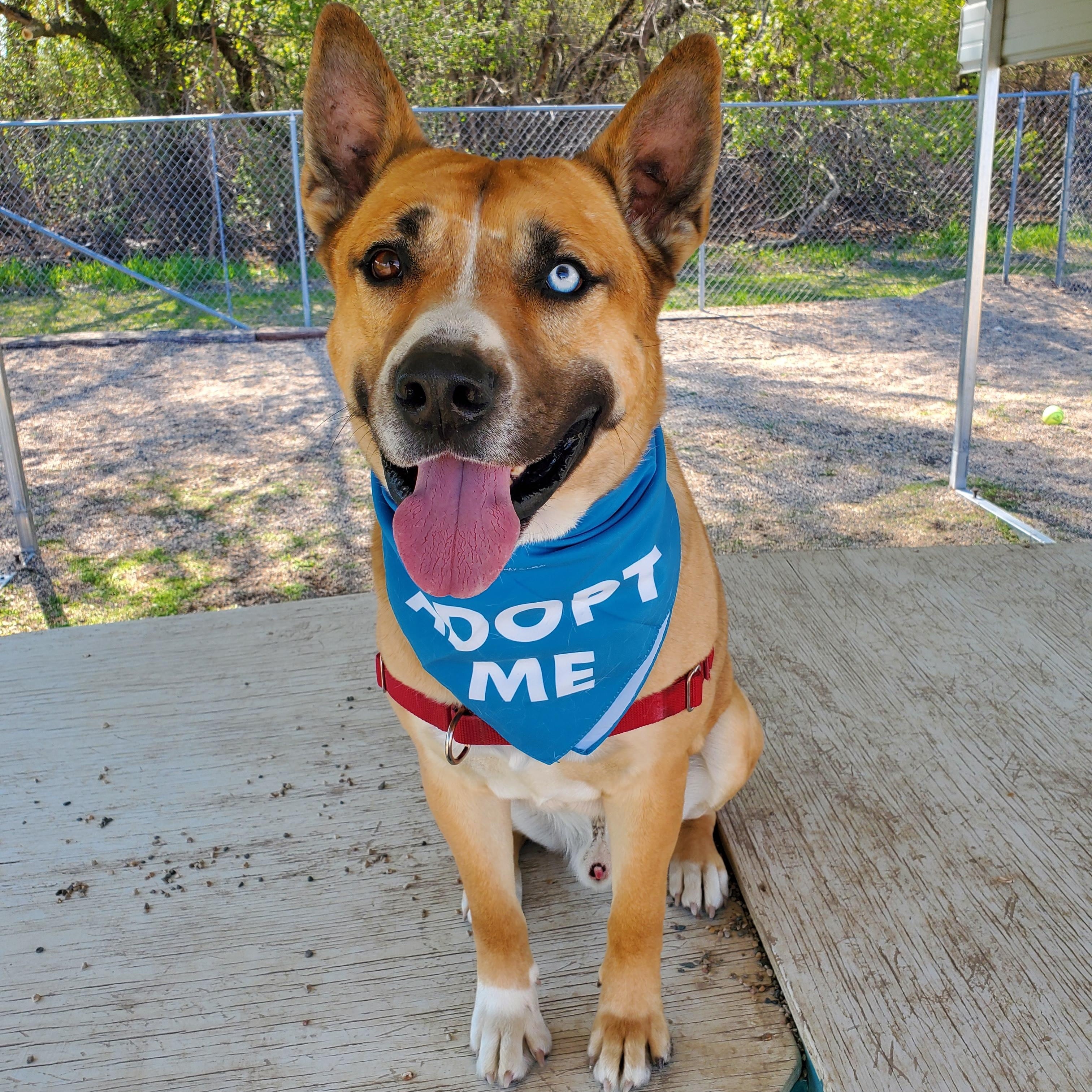 Enlarge Duke, an adoptable mixed breed in Hutchinson, MN image 1/4