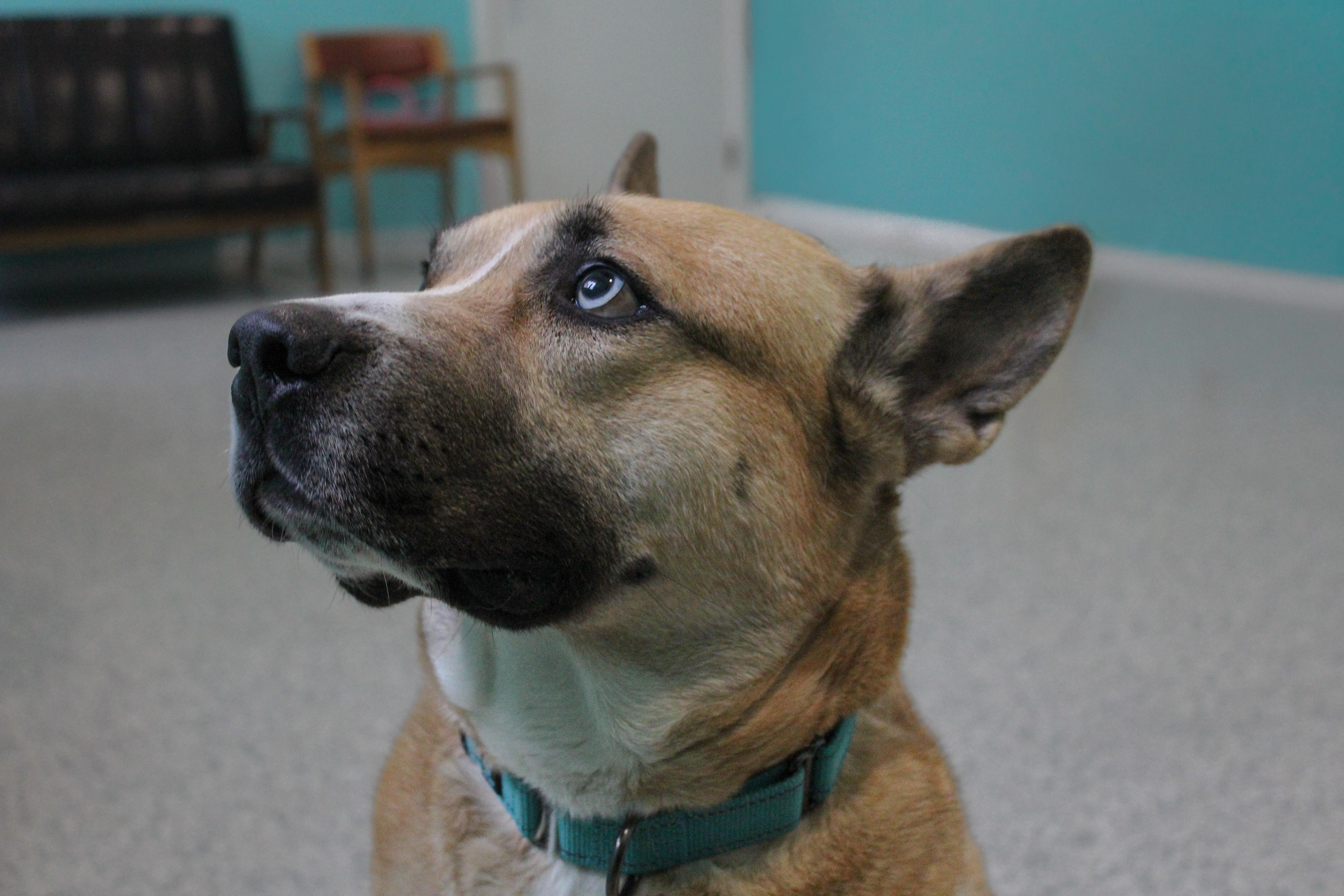 Enlarge Duke, an adoptable mixed breed in Hutchinson, MN image 6/6