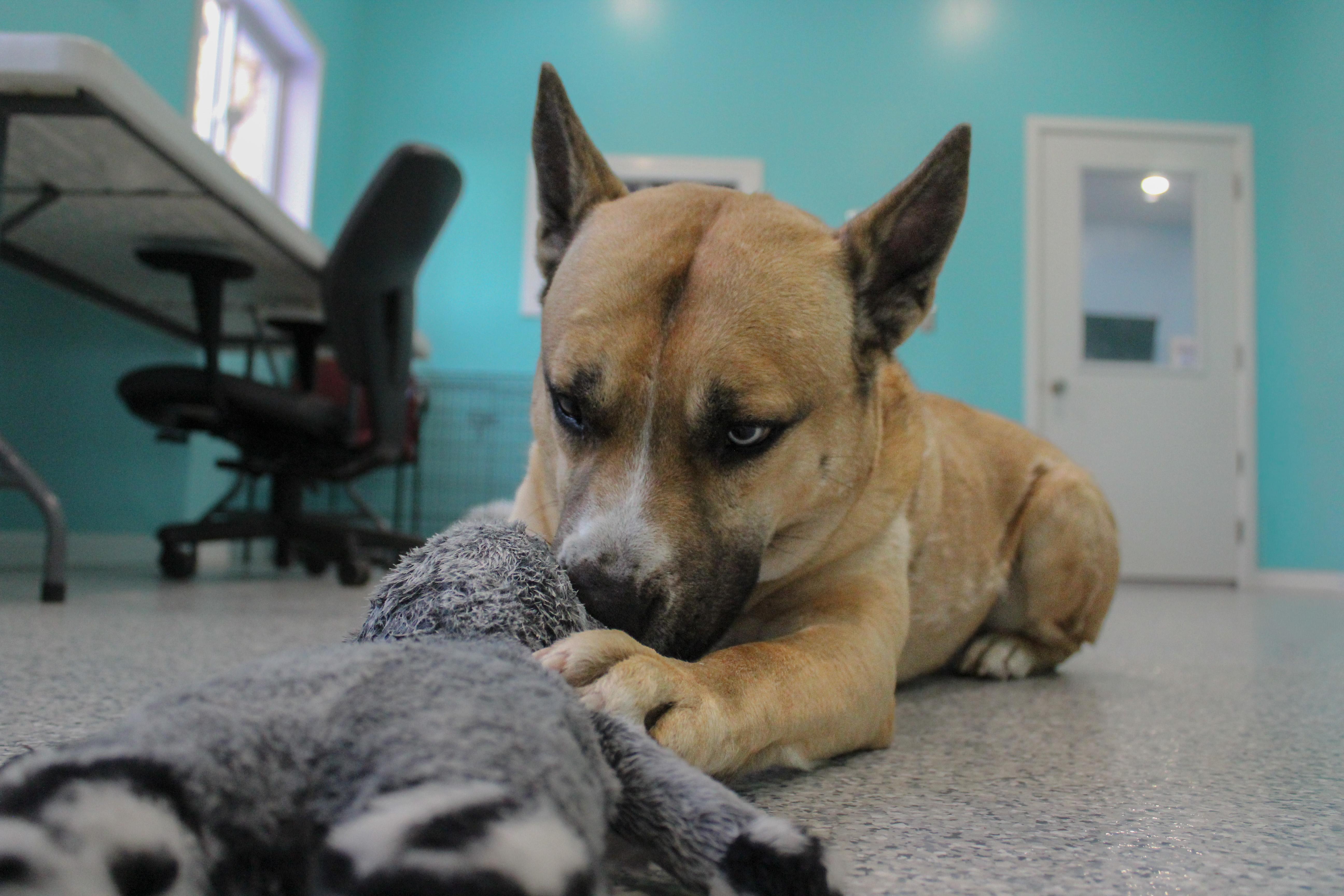 Enlarge Duke, an adoptable mixed breed in Hutchinson, MN image 4/6