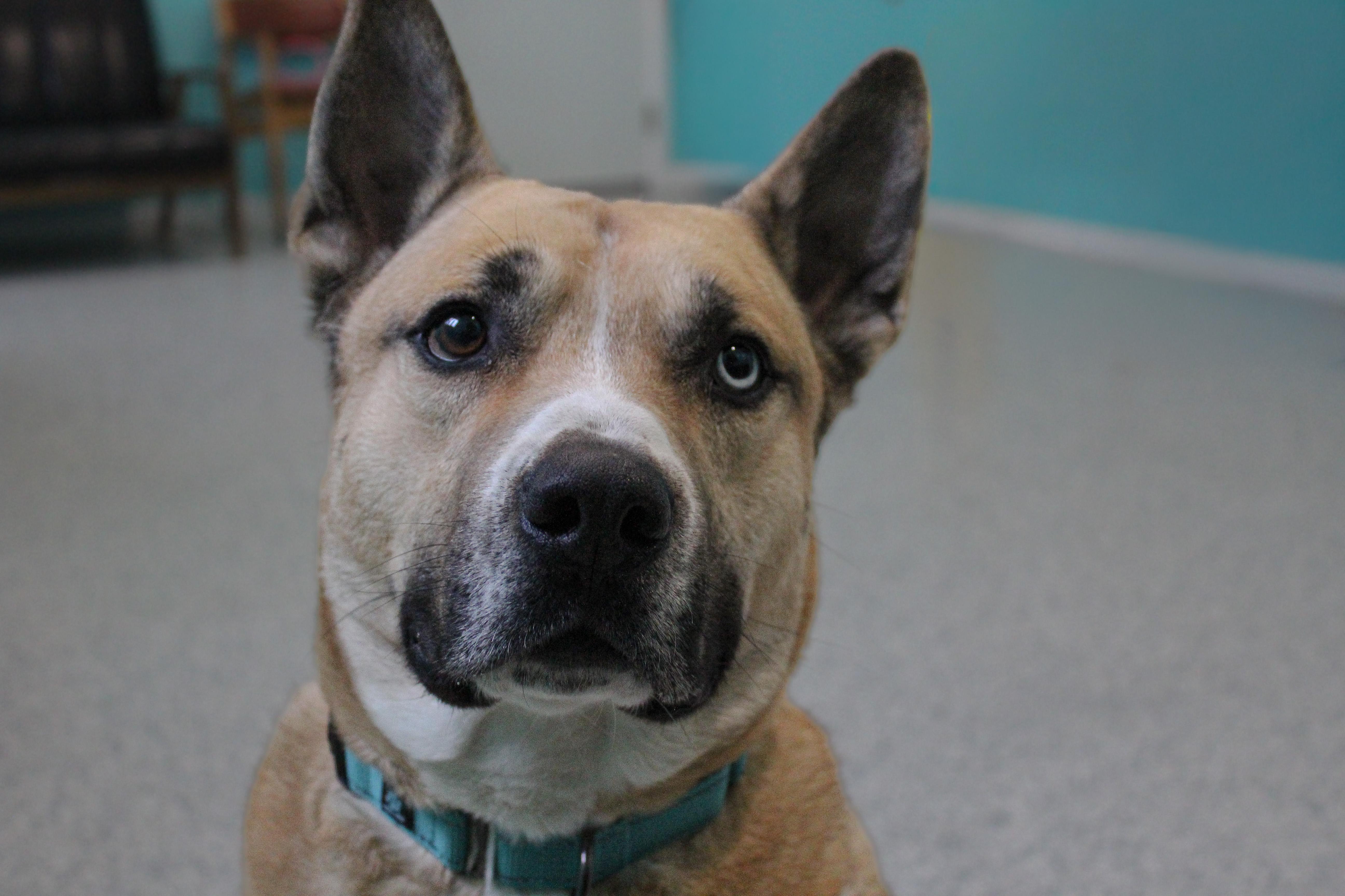 Enlarge Duke, an adoptable mixed breed in Hutchinson, MN image 1/6