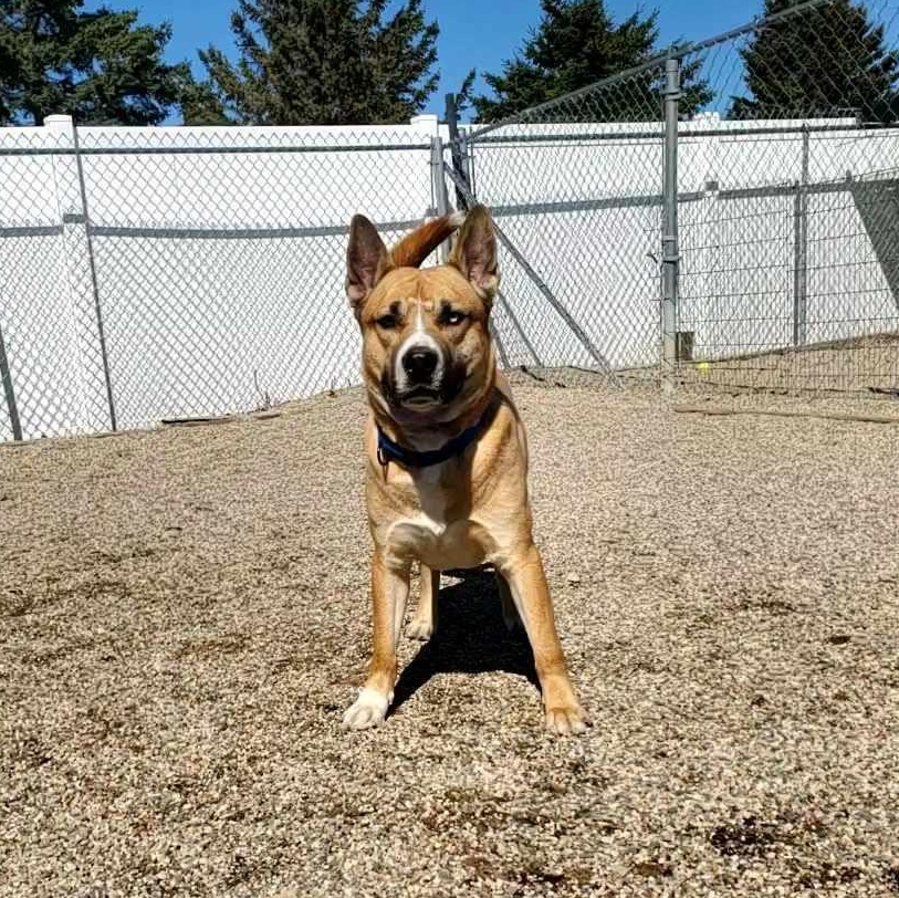 Enlarge Duke, an adoptable mixed breed in Hutchinson, MN image 2/4