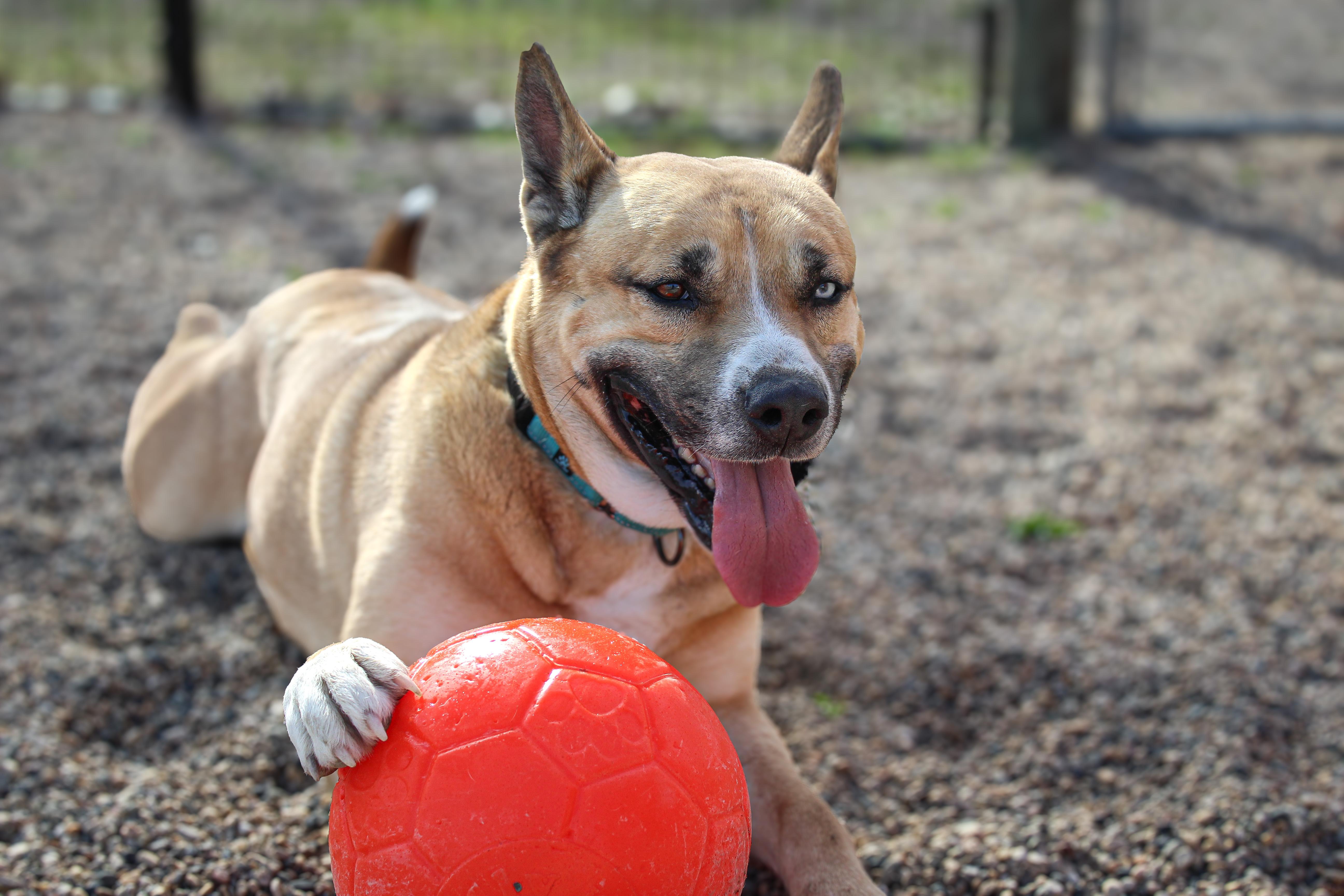Duke, adoptable, Adult Male Husky & Pit Bull Terrier.