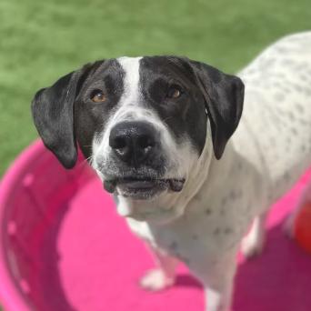 Enlarge Ernie, a Adoptable Mixed Breed in Naperville, IL image 1/1