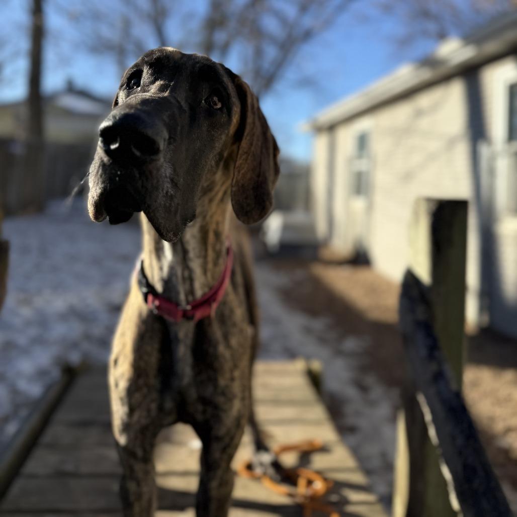 Enlarge Gertrude, a Adoptable mixed breed in Madison, WI image 1/4
