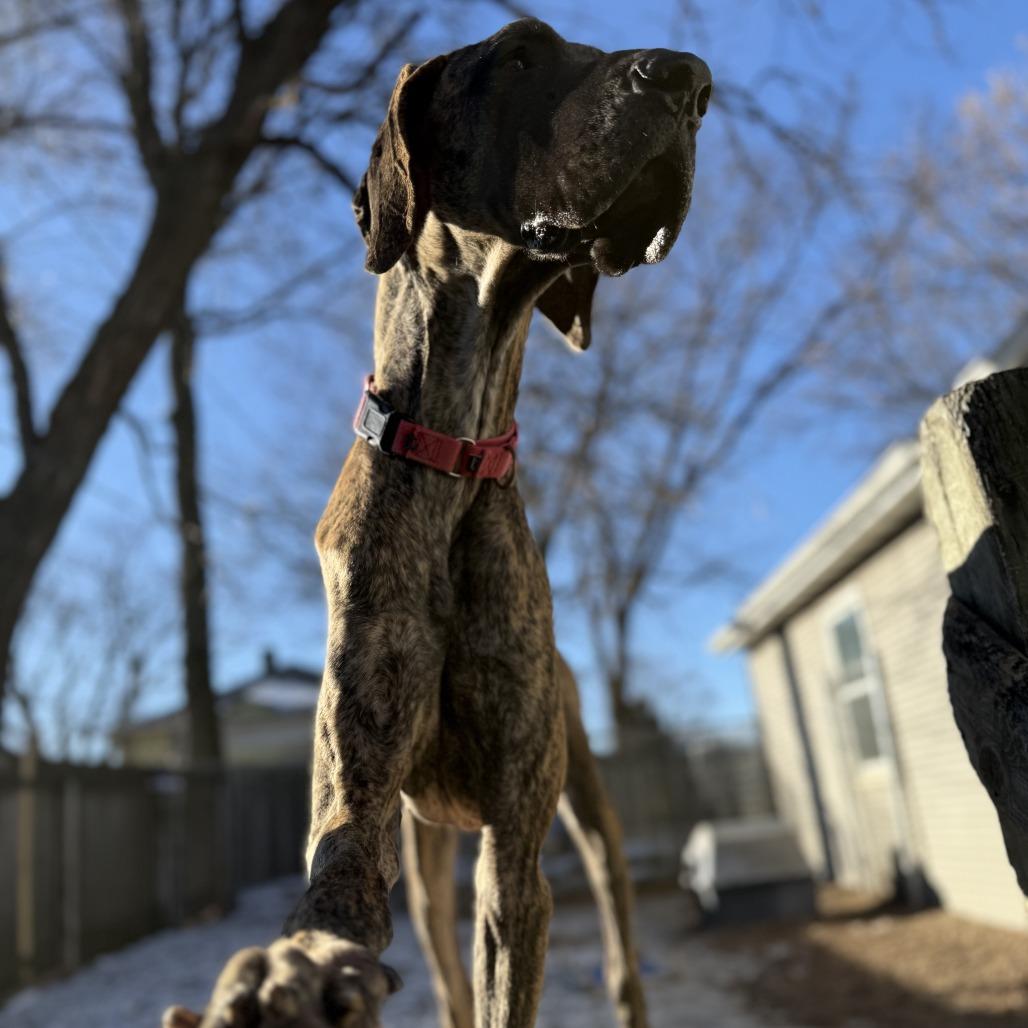 Enlarge Gertrude, a Adoptable mixed breed in Madison, WI image 2/4