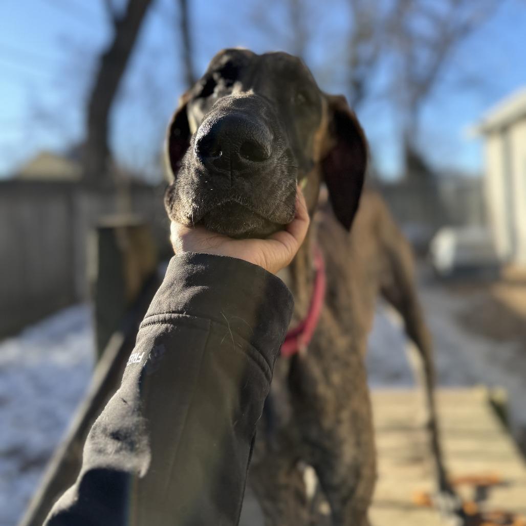 Enlarge Gertrude, a Adoptable mixed breed in Madison, WI image 3/4