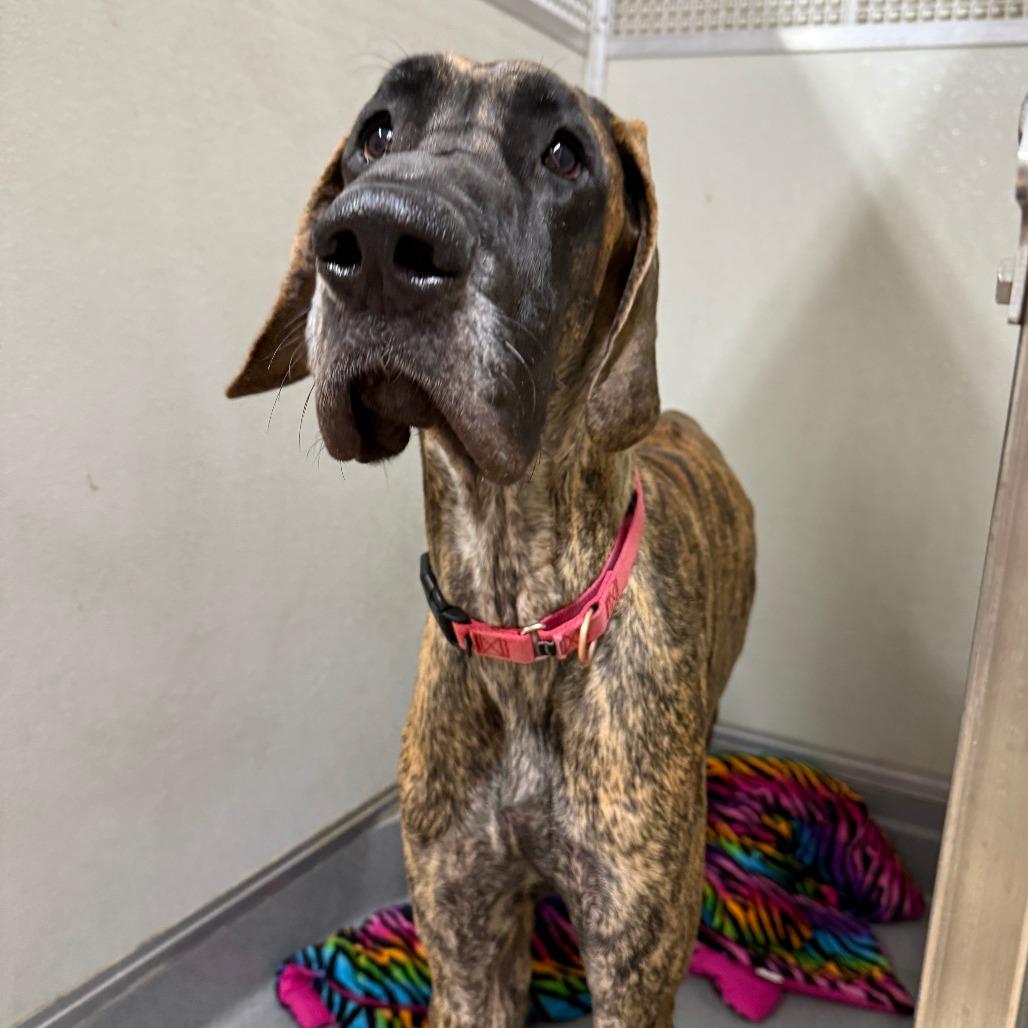 Enlarge Gertrude, a Adoptable mixed breed in Madison, WI image 1/1