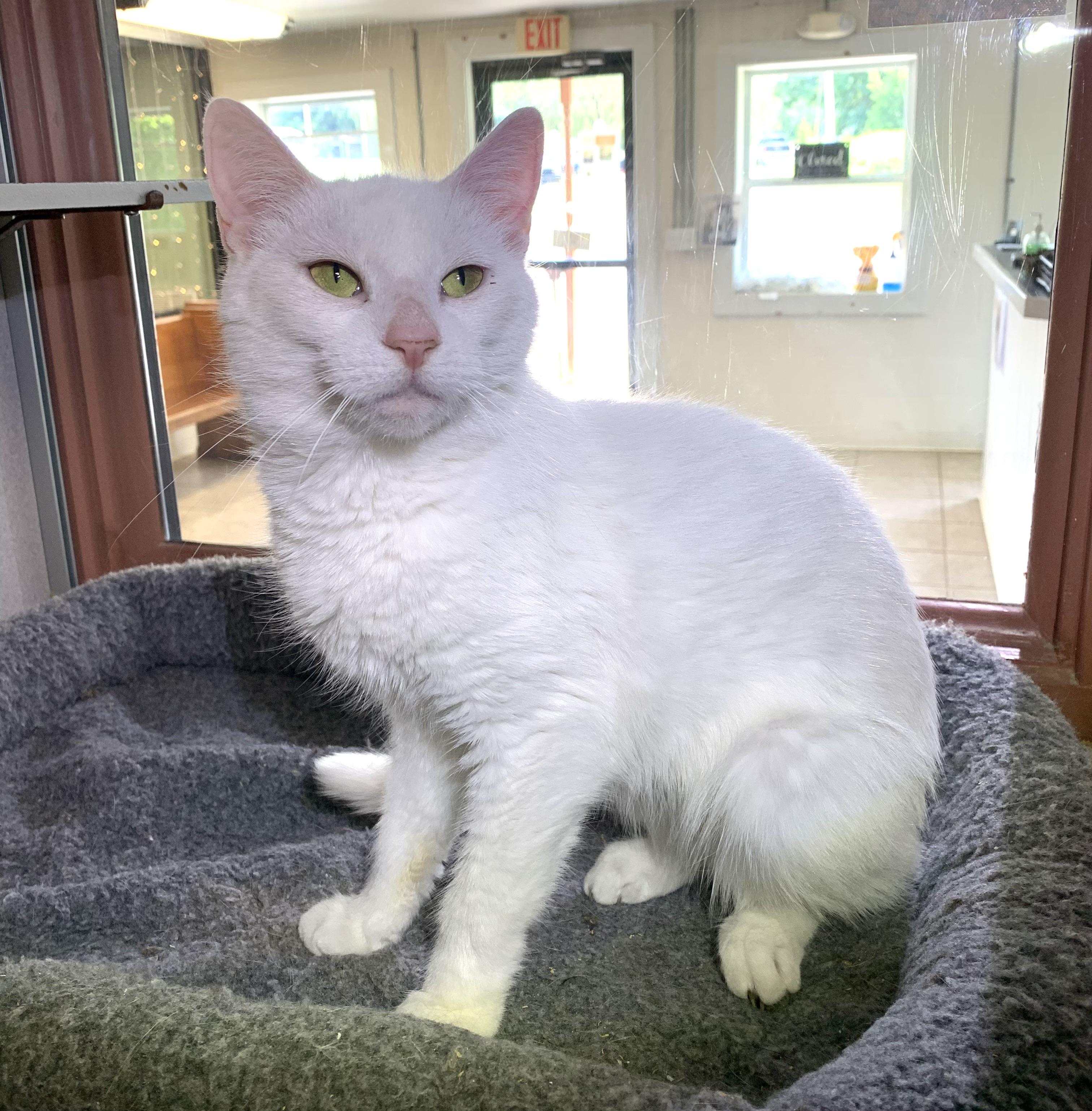 Elsa, a ADOPTABLE mixed breed in Massena, NY image 1/2