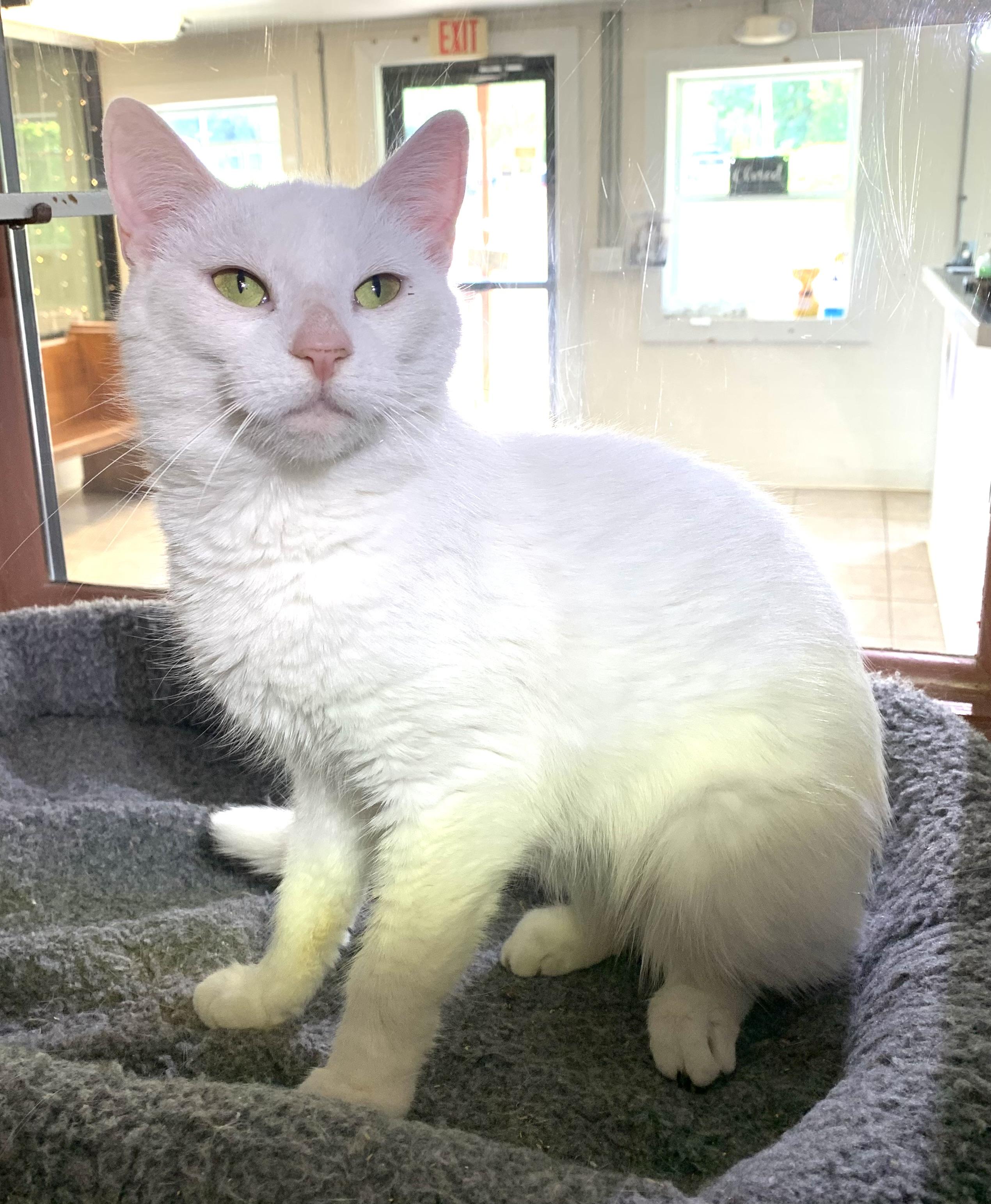 Elsa, a ADOPTABLE mixed breed in Massena, NY image 2/2