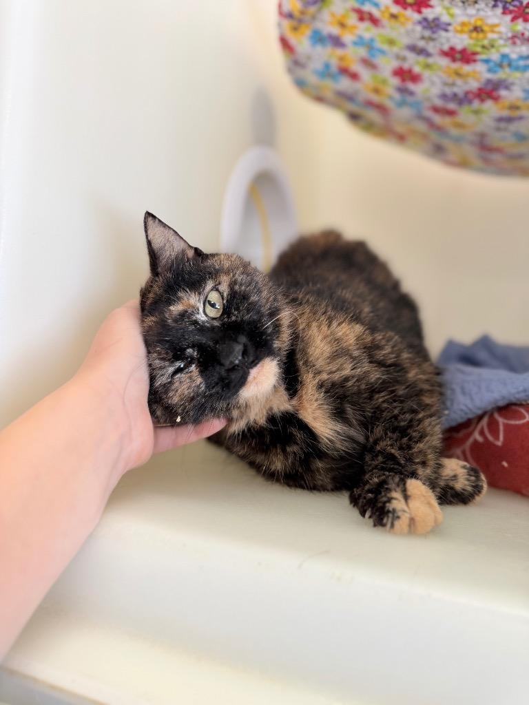 Enlarge Meow Meow, a Adoptable mixed breed in Menomonie, WI image 2/2