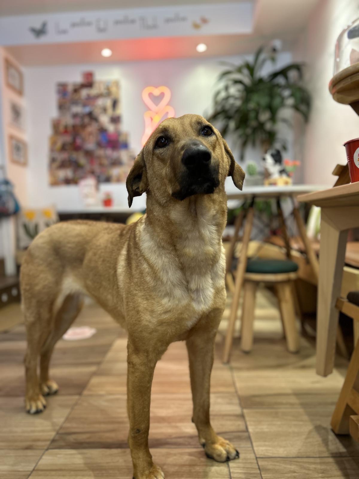 Enlarge Max, a ADOPTABLE mixed breed in Pierrefonds, QC image 2/6