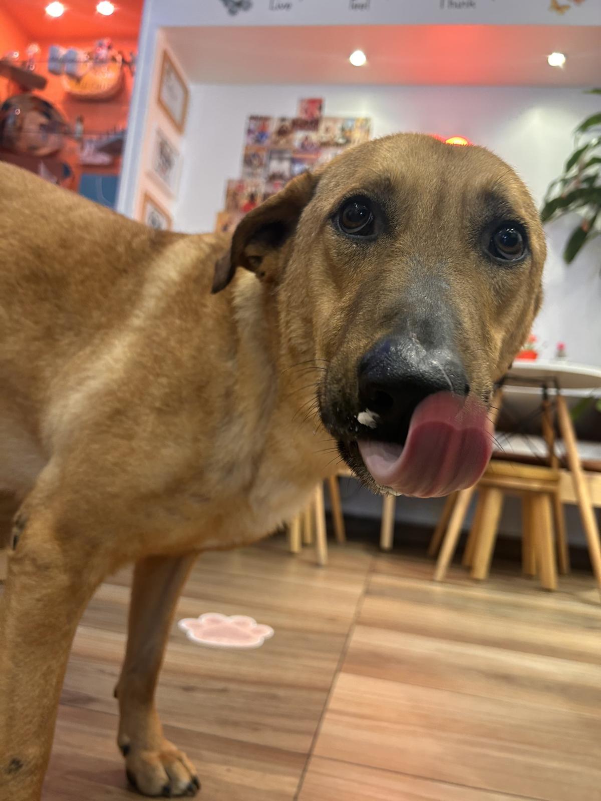 Enlarge Max, a ADOPTABLE mixed breed in Pierrefonds, QC image 4/6