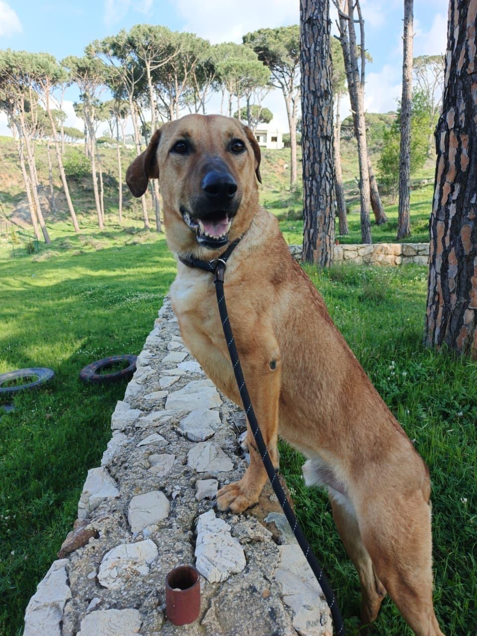Max, ADOPTABLE, Young Male Shepherd.