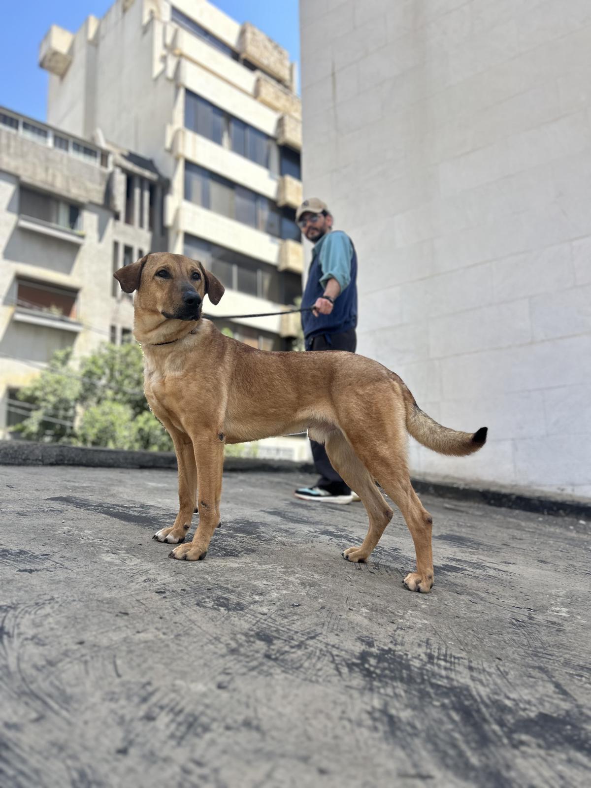 Enlarge Max, a ADOPTABLE mixed breed in Pierrefonds, QC image 5/6