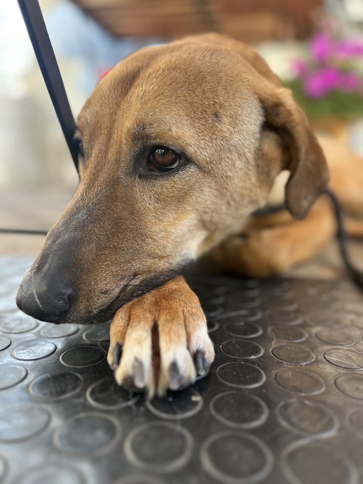 Enlarge Max, a ADOPTABLE mixed breed in Pierrefonds, QC image 6/6
