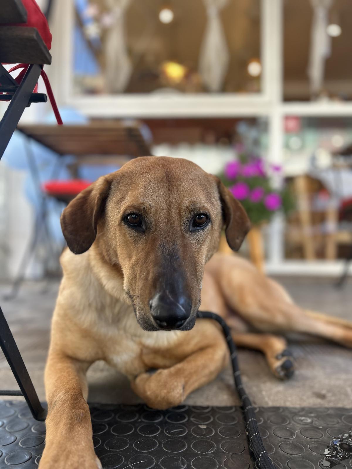 Enlarge Max, a ADOPTABLE mixed breed in Pierrefonds, QC image 3/6