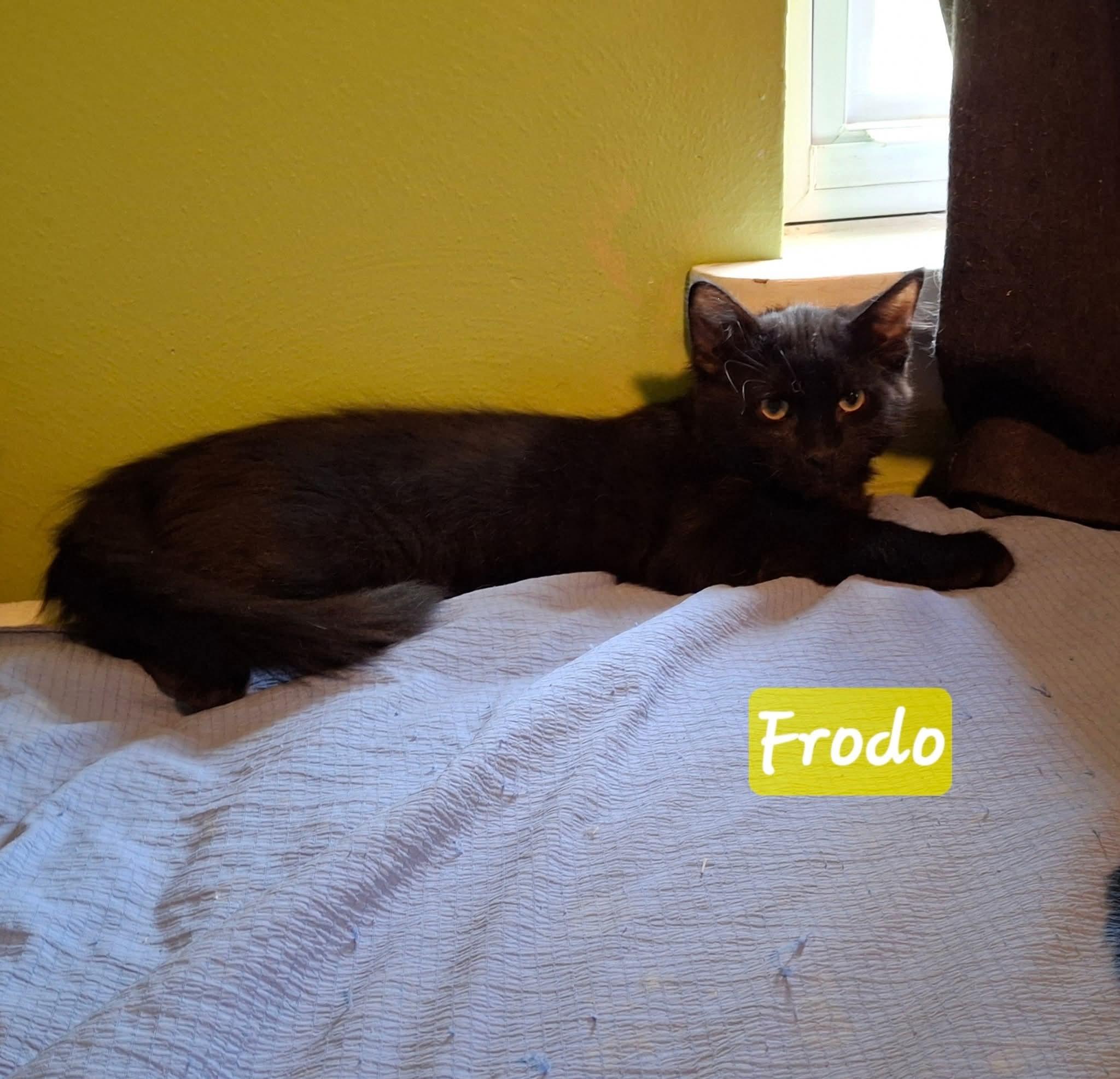 Frodo