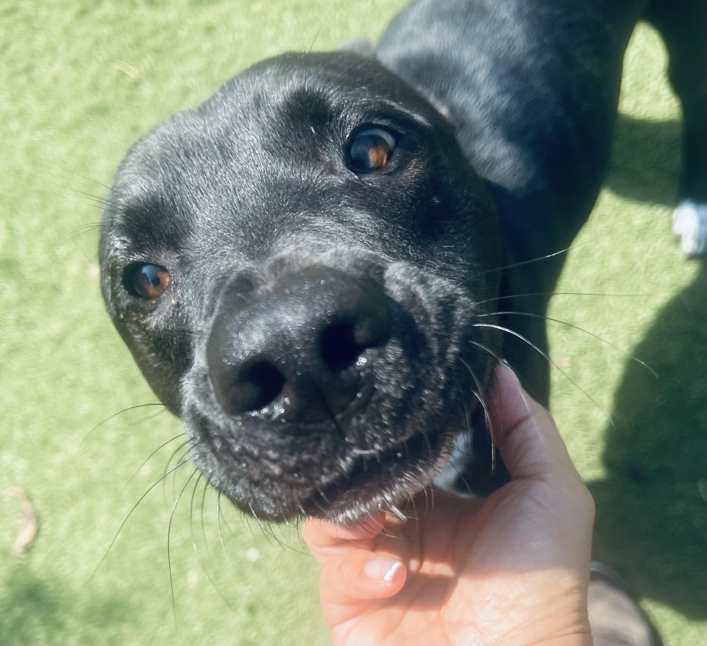 Enlarge Jojo! The Gentleman!, a Adoptable mixed breed in Cambridge, MA image 3/6
