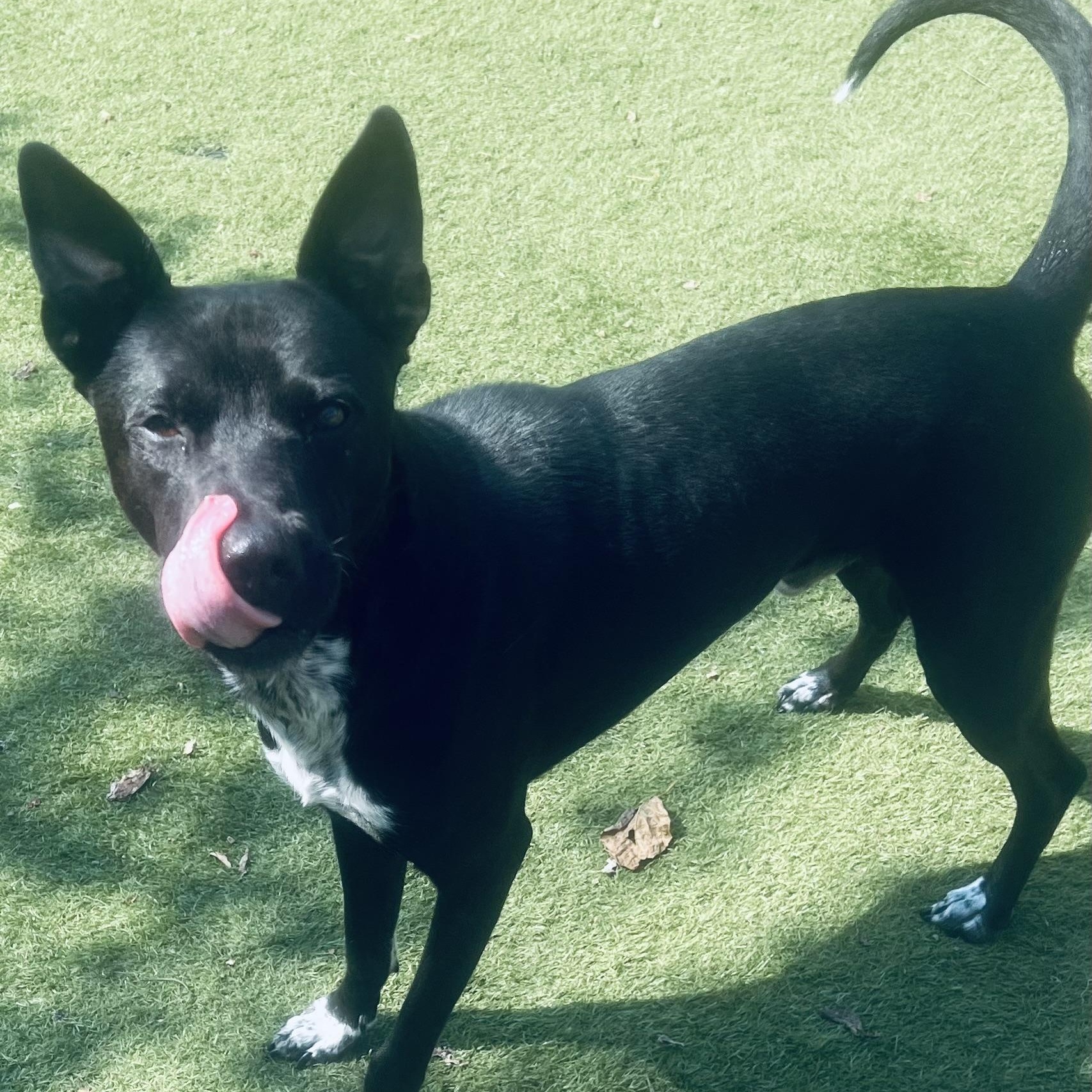 Enlarge Jojo! The Gentleman!, a Adoptable mixed breed in Cambridge, MA image 5/6